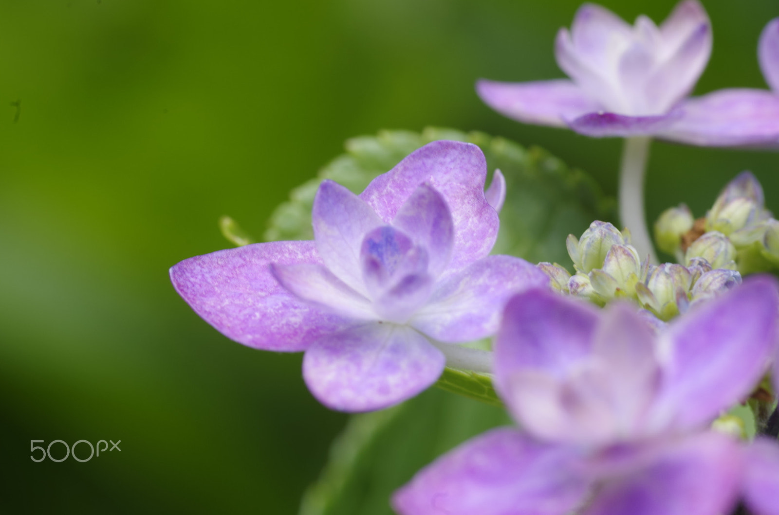 Pentax K-30 sample photo. Hydrangea jougasaki 紫陽花　城ケ崎 photography