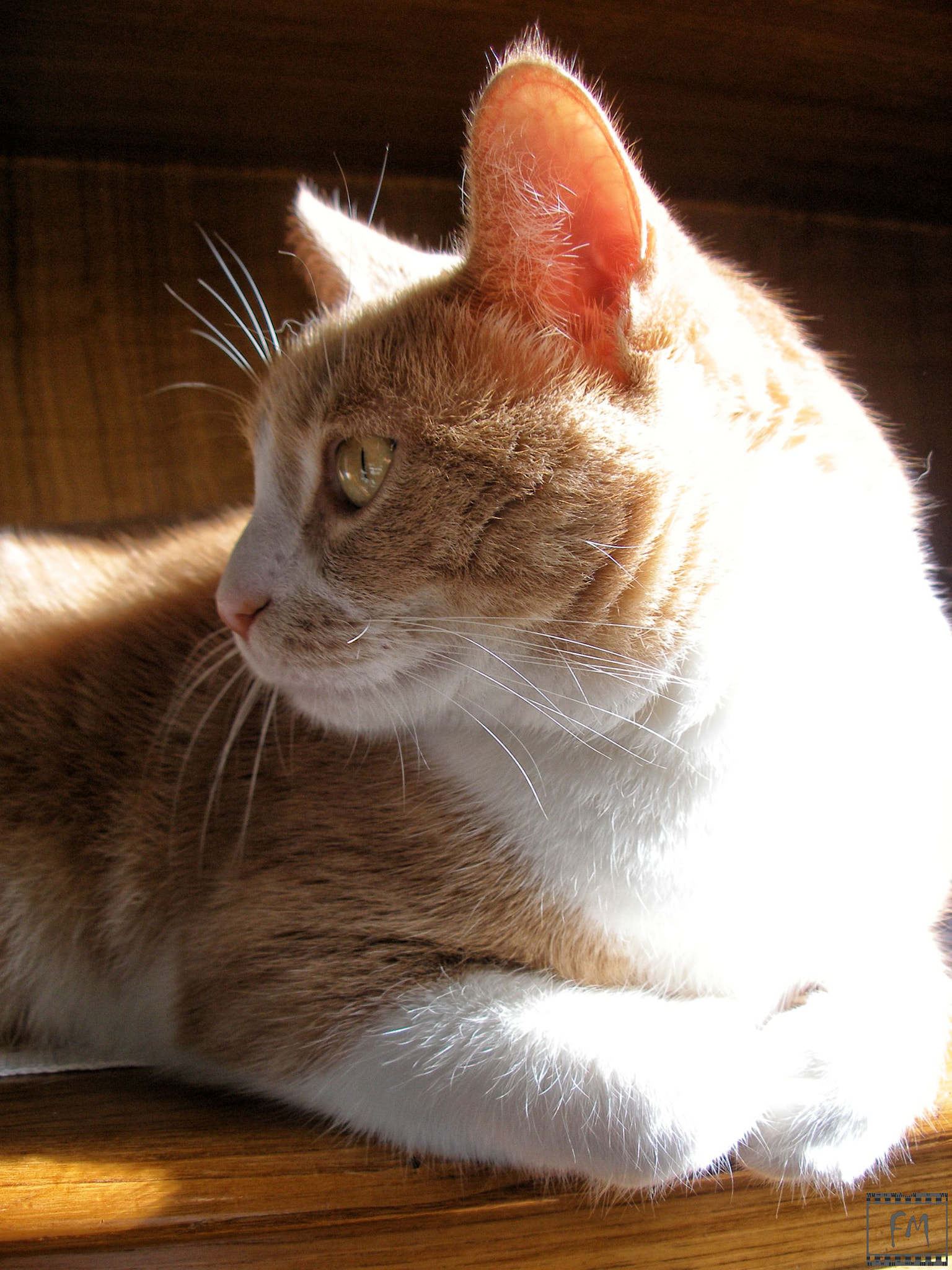 Olympus C70Z,C7000Z sample photo. Cat photography