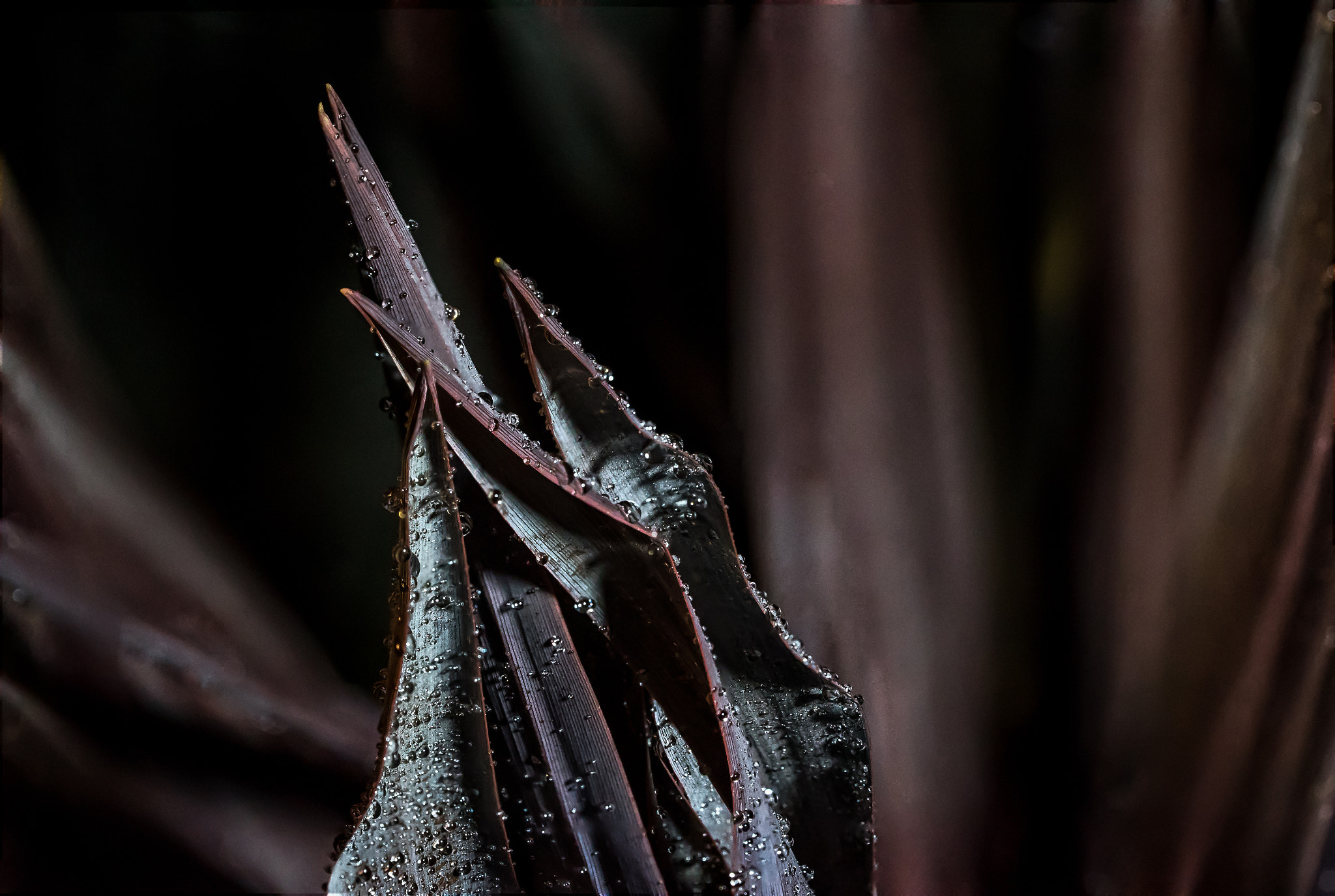 Sony a7S II + Sony FE 90mm F2.8 Macro G OSS sample photo. Mother nature photography
