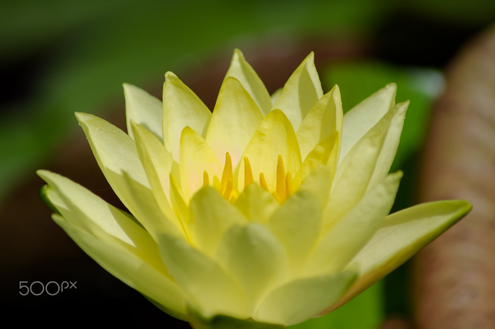 Pentax K-3 II sample photo. Water lily varieties#4 photography