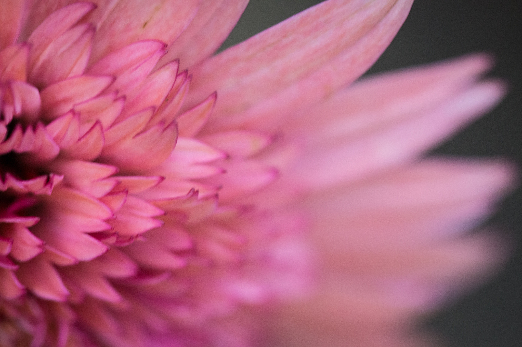 Canon EF 100mm F2.8 Macro USM sample photo. Pink flower photography