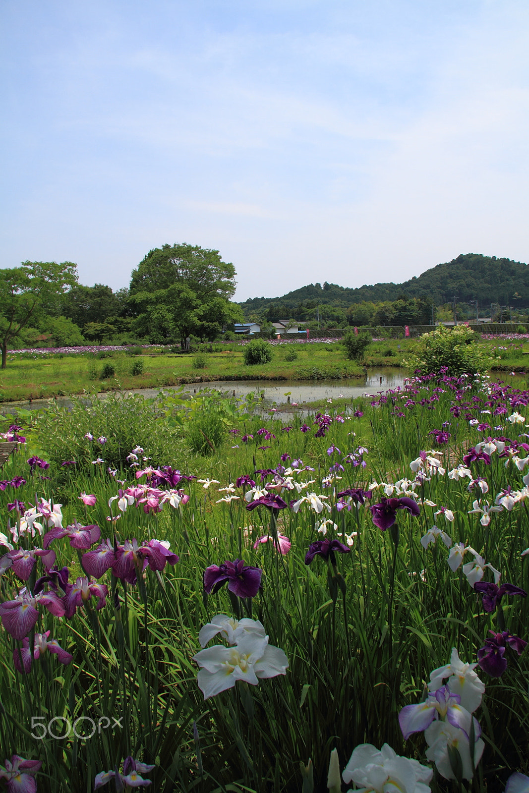 Canon EOS 7D + Canon EF-S 17-85mm F4-5.6 IS USM sample photo. It's a beautiful day.(in japanese countryside) photography