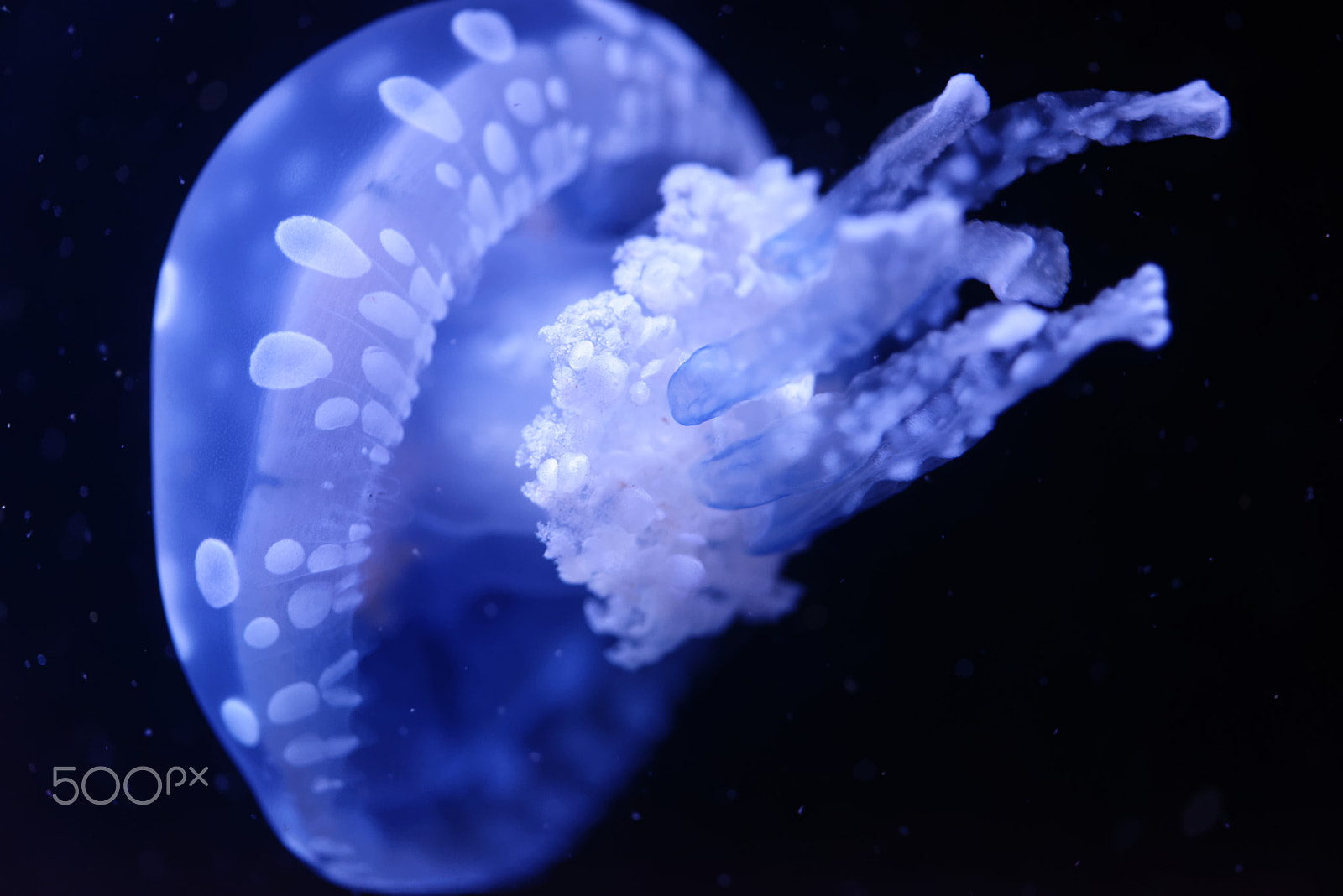 Nikon AF-S Micro-Nikkor 60mm F2.8G ED sample photo. Blue jellyfish photography