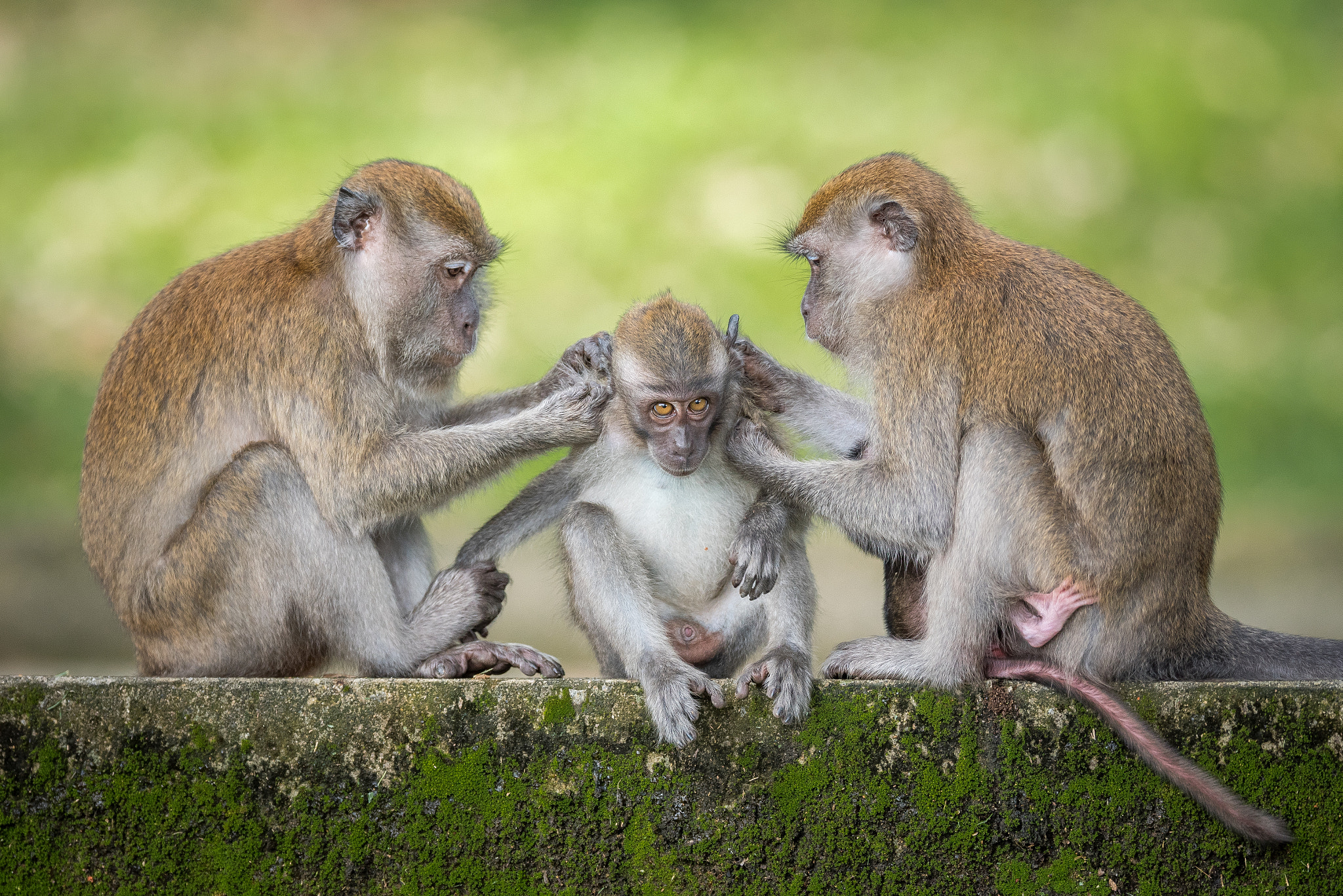 Nikon AF-S Nikkor 600mm F4E FL ED VR sample photo. Monkey luxury photography