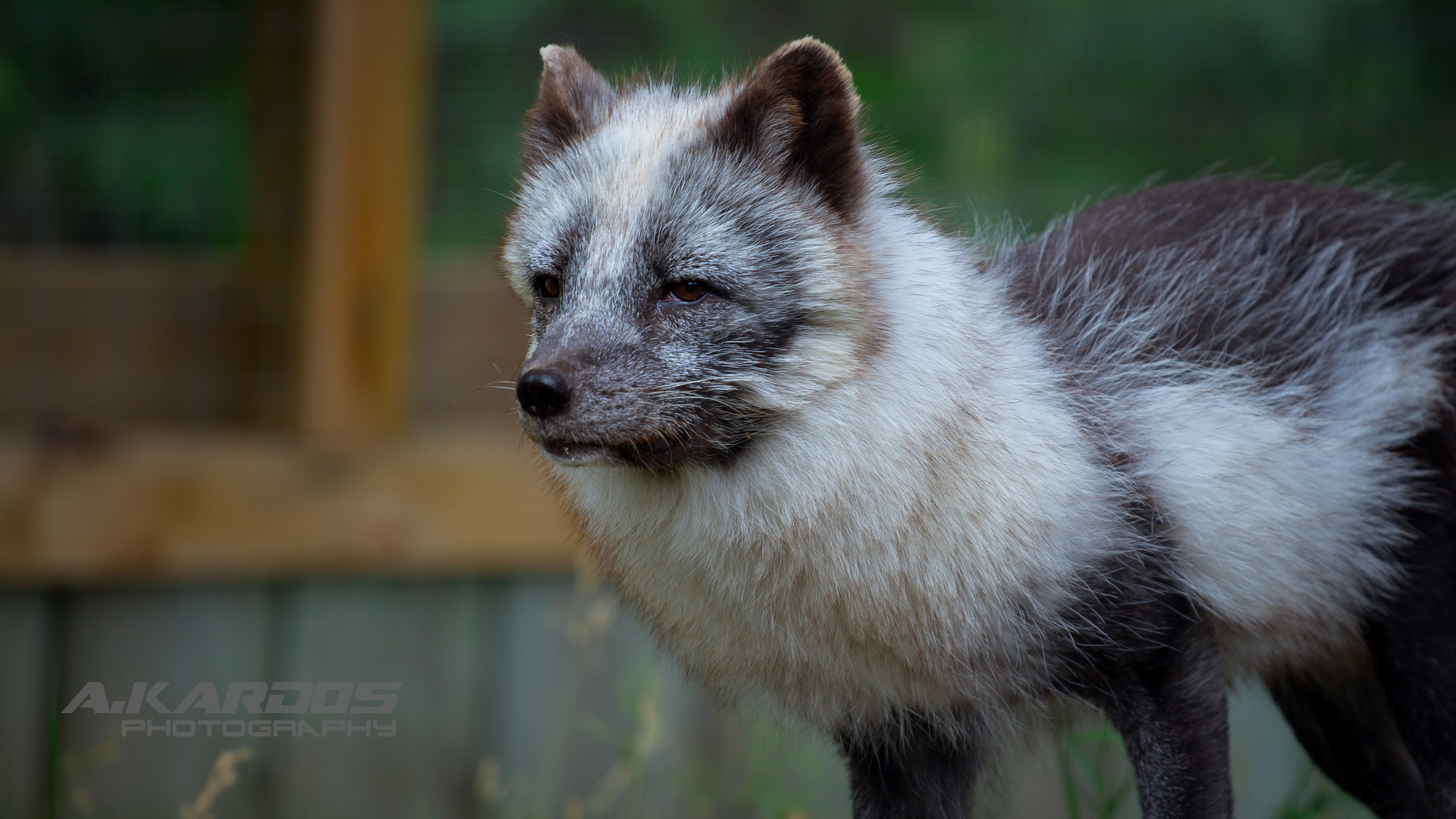 Canon EOS 700D (EOS Rebel T5i / EOS Kiss X7i) + Canon EF 70-200mm F4L USM sample photo. Arctic fox - zoo ecomuseum - montreal (2016) photography