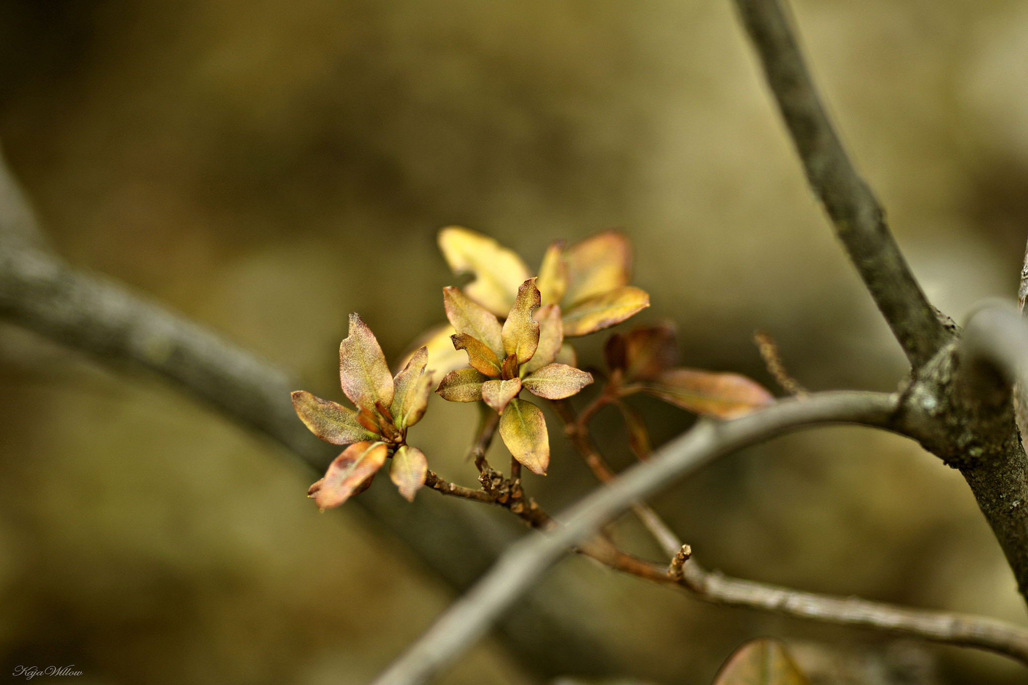 Canon EOS 7D Mark II + Canon EF 135mm F2L USM sample photo. Rr4a8653.jpg photography