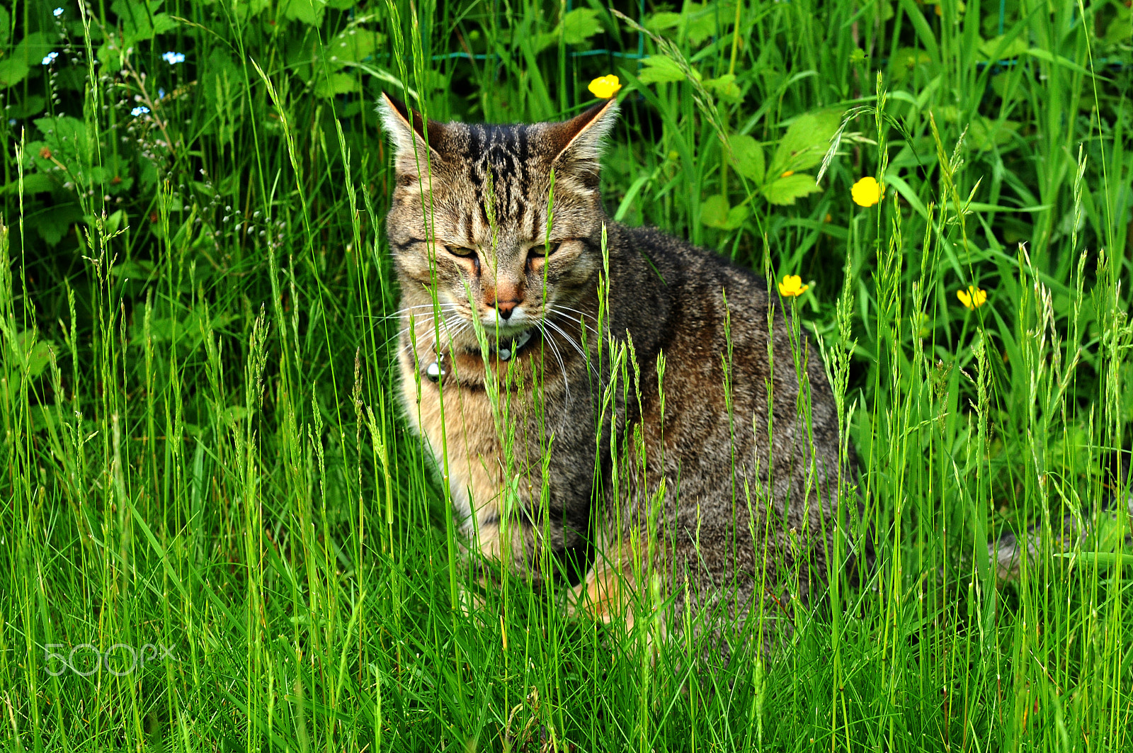 Nikon D300S sample photo. ...got my eye on you photography