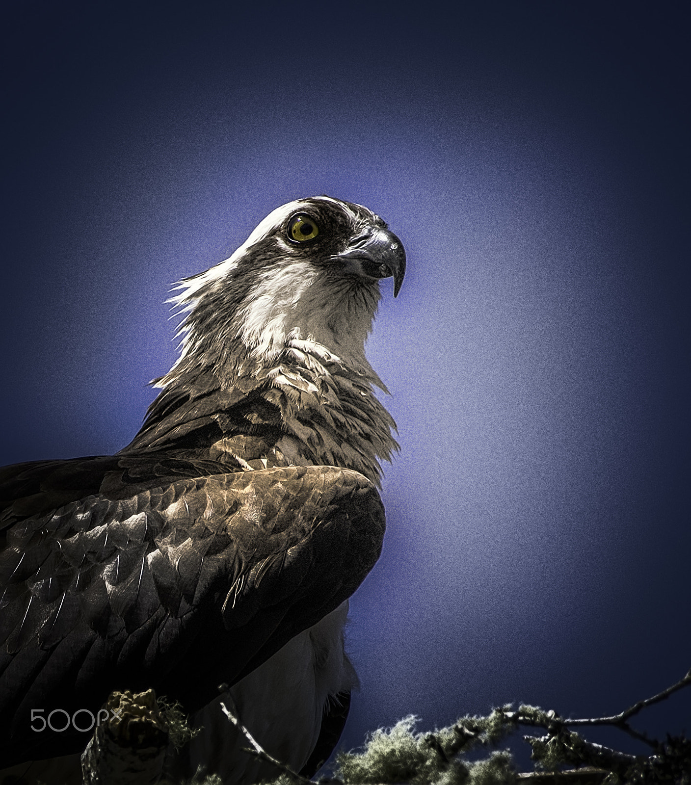 Nikon AF-S Nikkor 200-500mm F5.6E ED VR sample photo. Osprey variation no. 4 photography