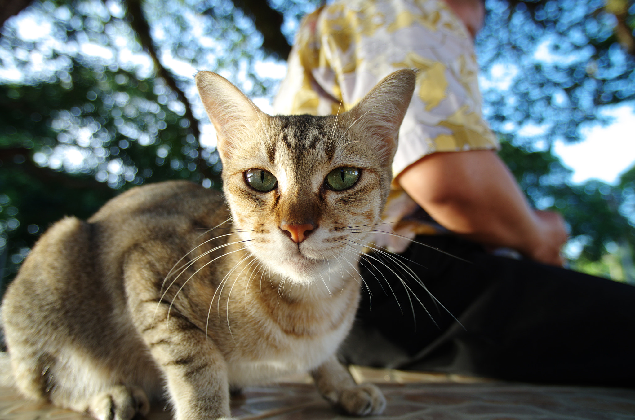 Pentax smc DA 14mm F2.8 ED (IF) sample photo. Cat photography