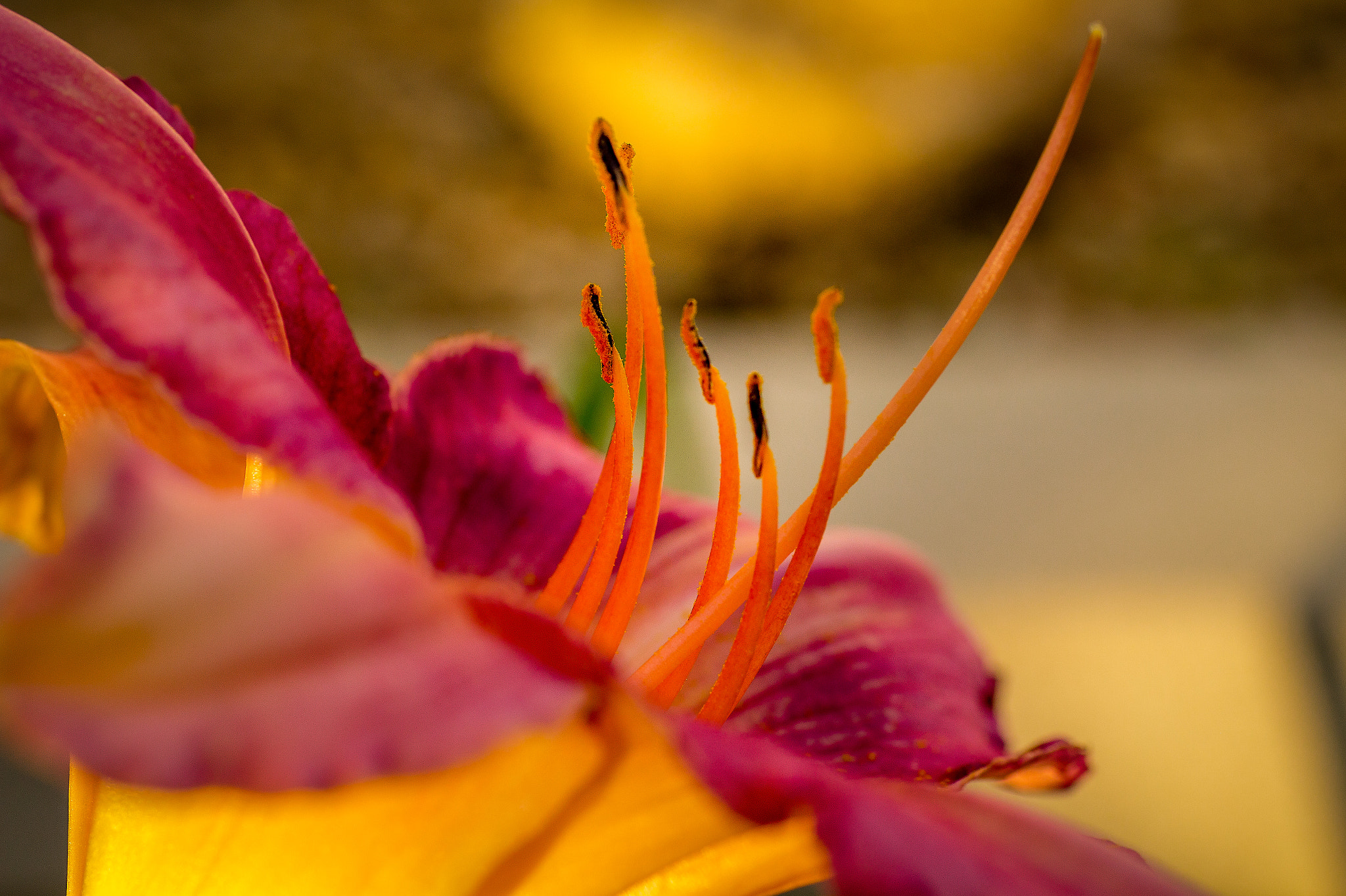 Sigma 50mm f/1.4 EX DG HSM + 1.4x sample photo. Daylily photography