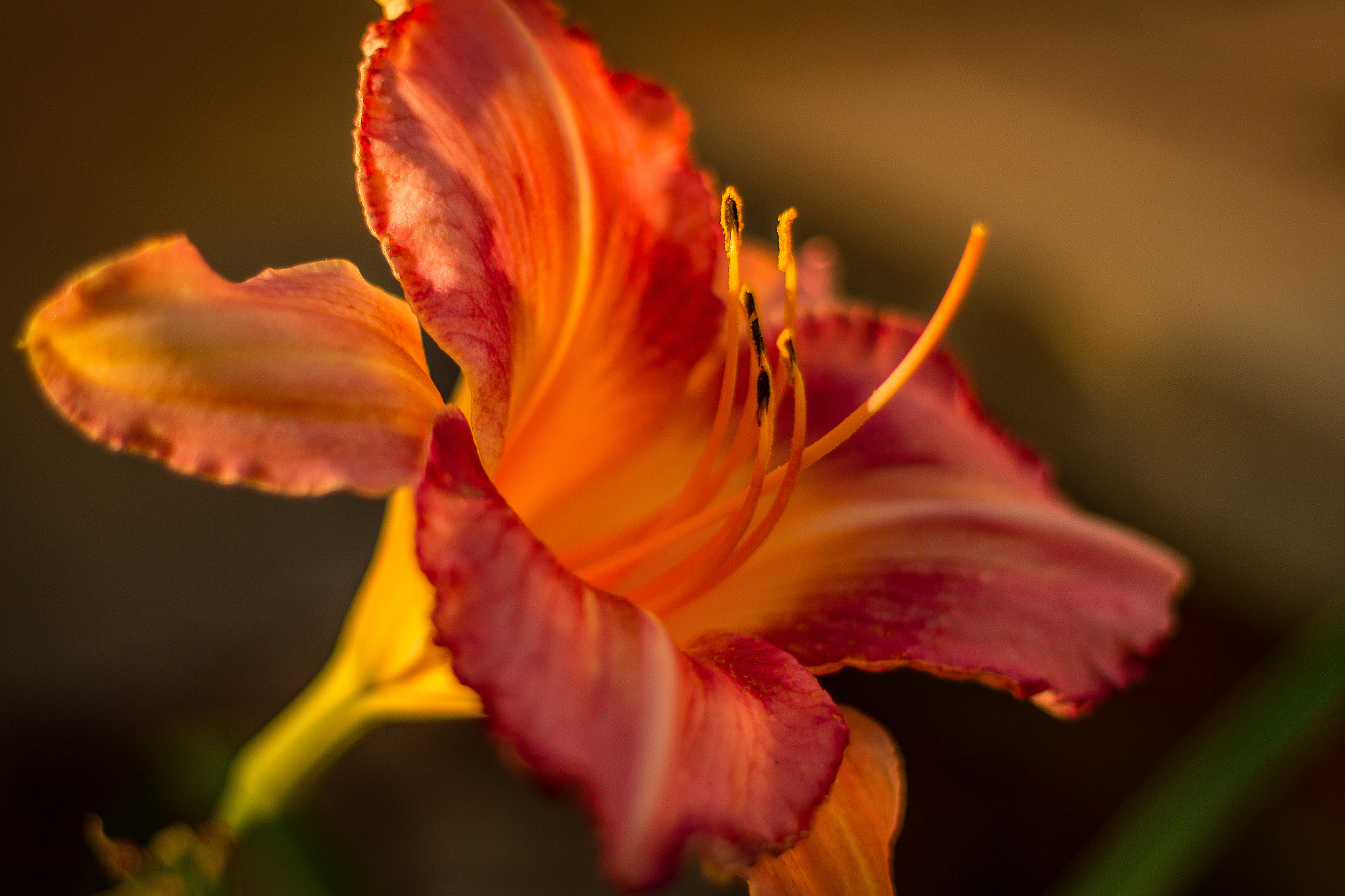 Canon EOS 700D (EOS Rebel T5i / EOS Kiss X7i) + Canon EF 50mm F1.8 II sample photo. Daylily full bloom photography