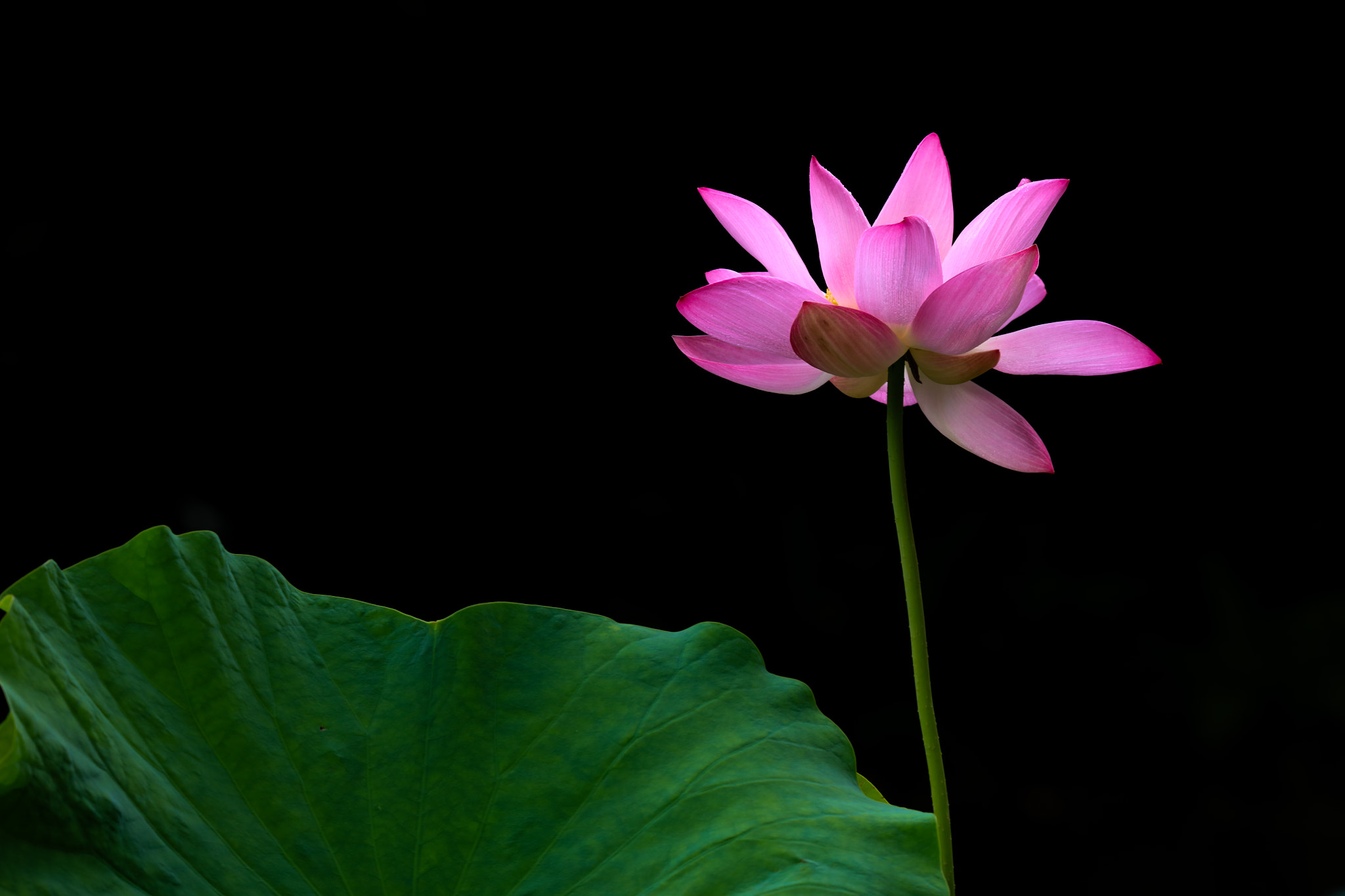 Tamron SP 150-600mm F5-6.3 Di VC USD sample photo. Lotus photography