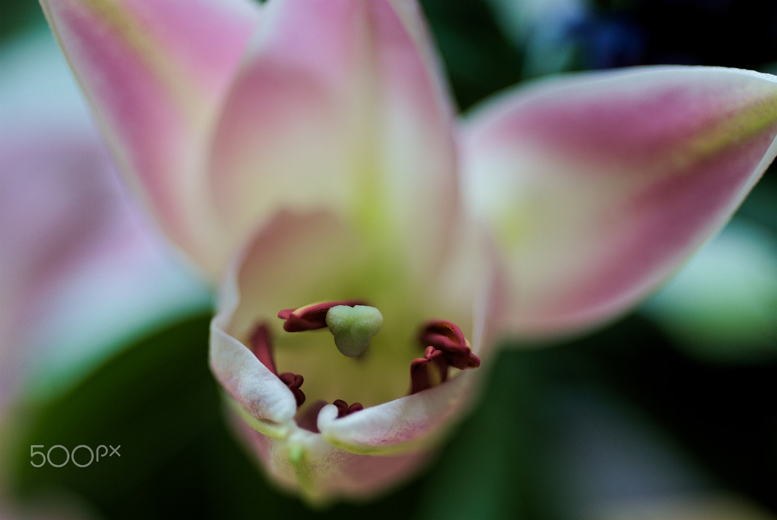 Nikon D40X + Nikon AF Micro-Nikkor 60mm F2.8D sample photo. Flower #33 photography
