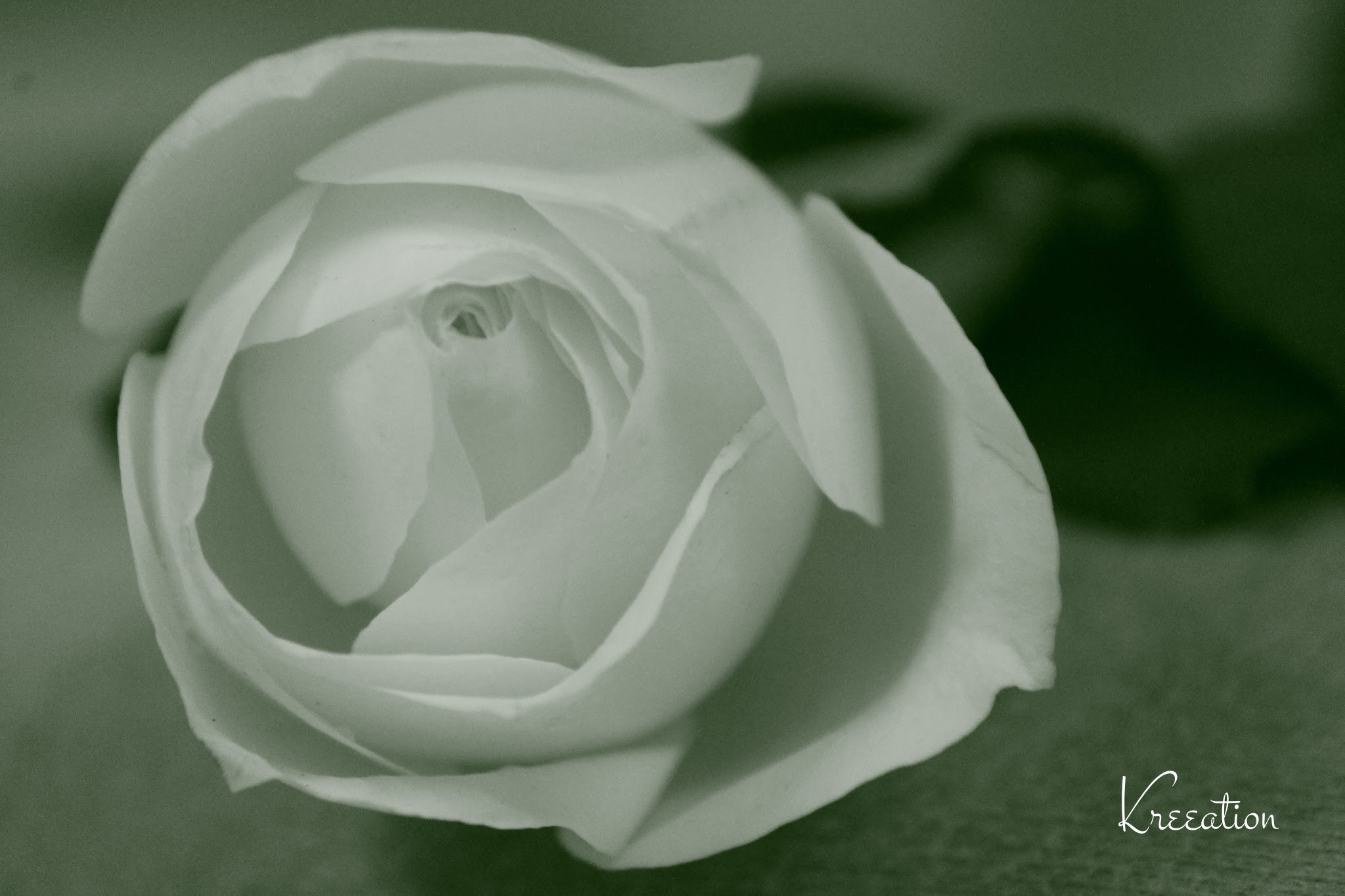 Canon EF-S 55-250mm F4-5.6 IS II sample photo. White rose photography