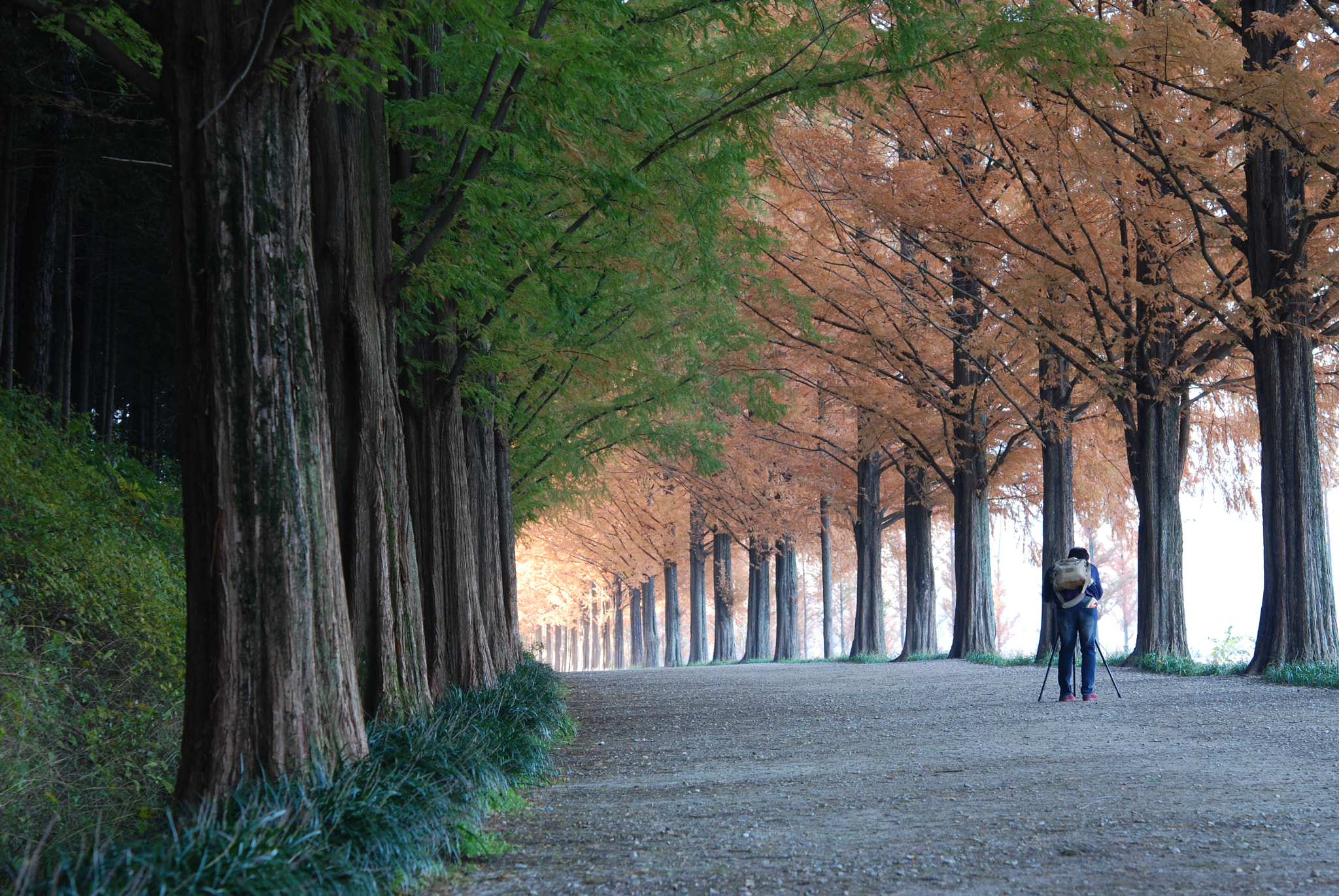 Nikon AF-S Micro-Nikkor 60mm F2.8G ED sample photo. Dawnredwood photography