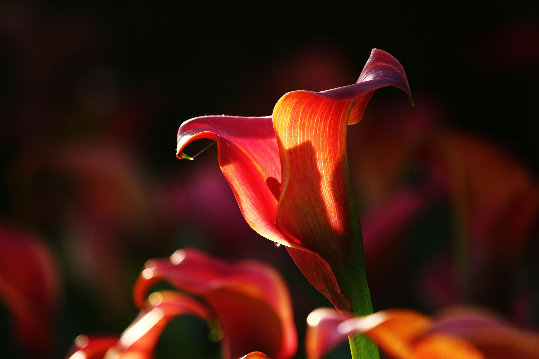 Canon EF 100-400mm F4.5-5.6L IS USM sample photo. A photography