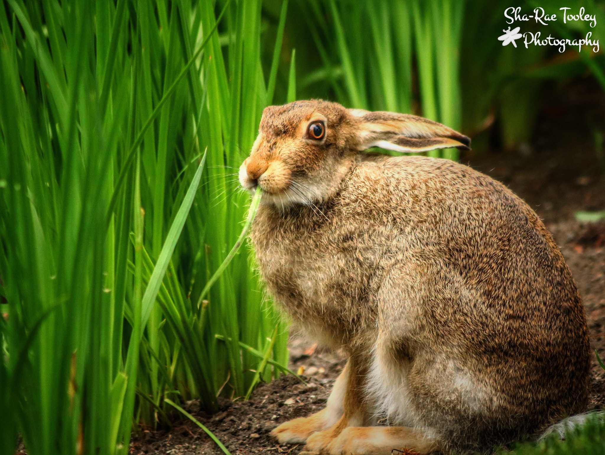 Canon EF 70-300mm F4-5.6 IS USM sample photo. Jackrabbit photography