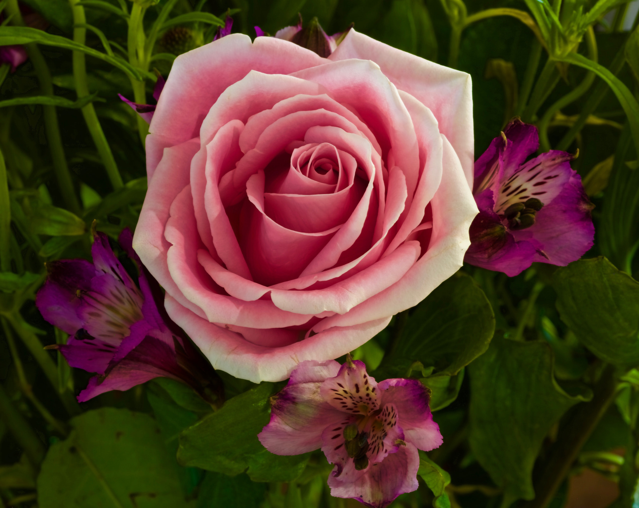 Canon EF 100mm F2.8 Macro USM sample photo
