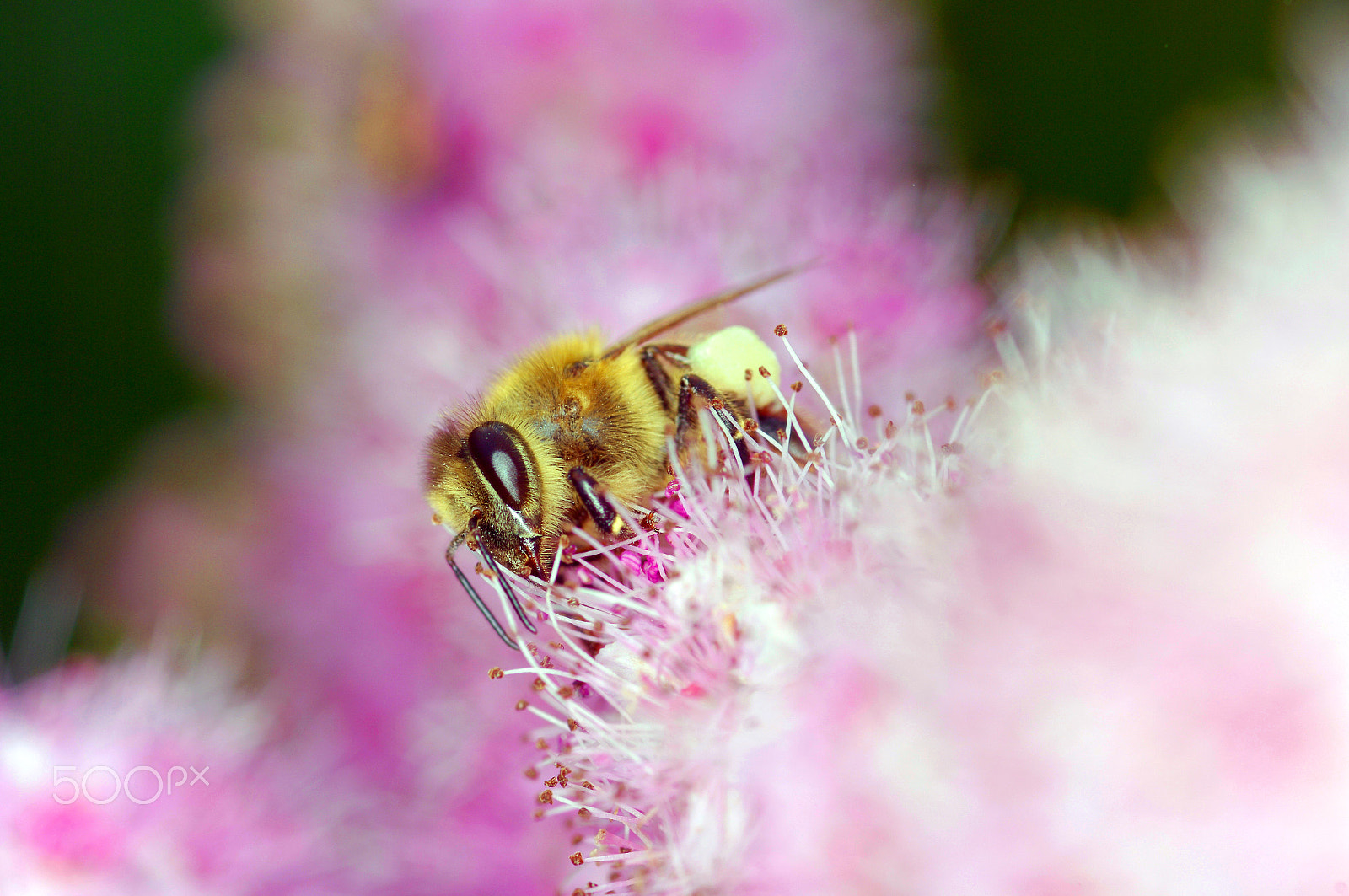 Pentax K20D + smc PENTAX-FA Macro 100mm F2.8 sample photo. A beautiful bee photography
