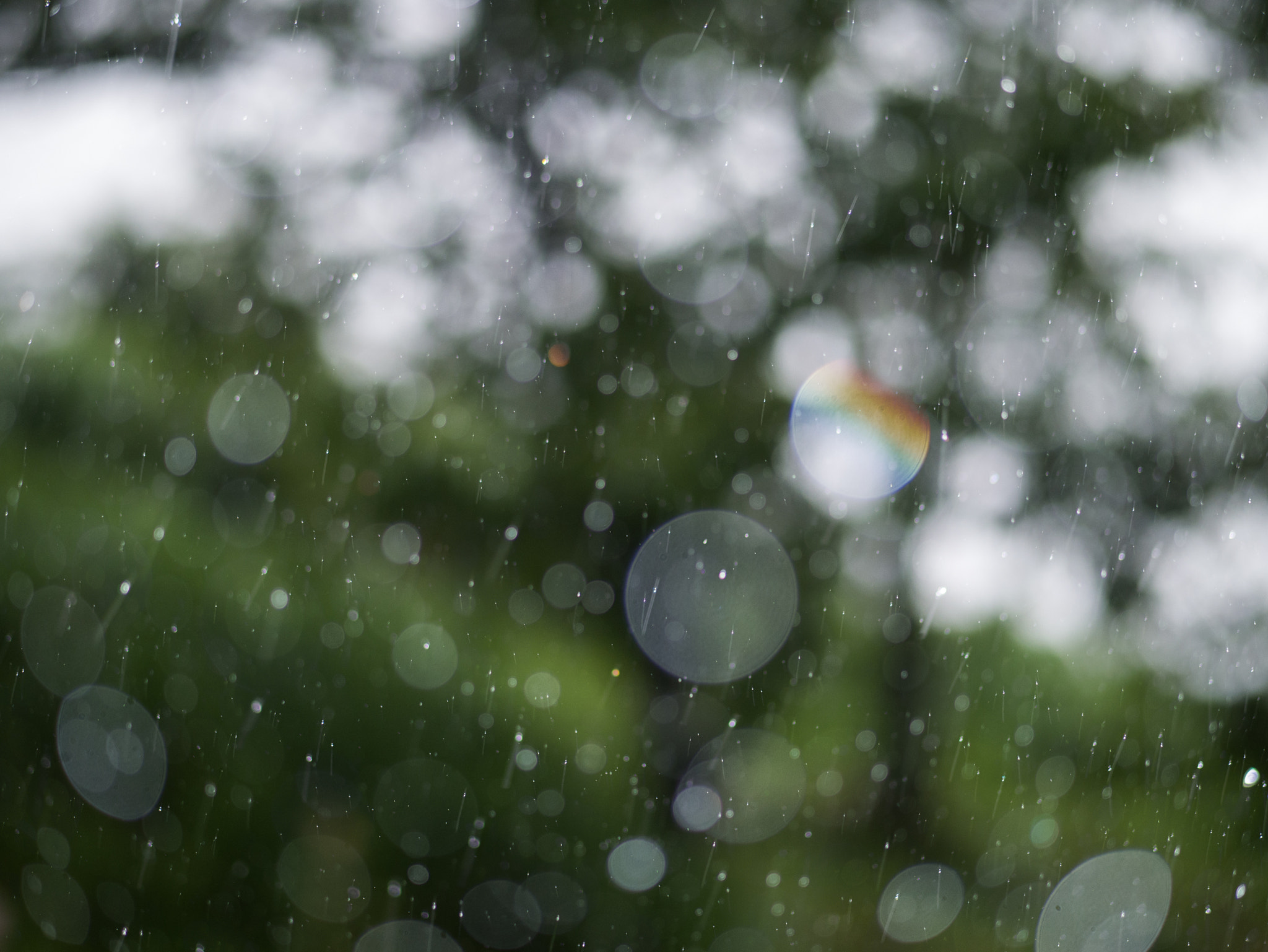 Panasonic Lumix G 42.5mm F1.7 ASPH Power OIS sample photo. Color rain photography