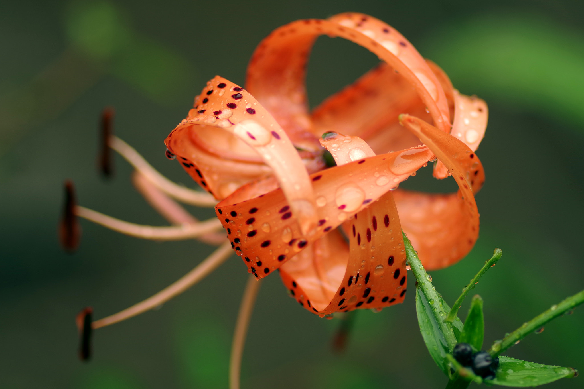 Pentax smc D-FA 100mm F2.8 Macro WR sample photo. Lilium lancifolium (オニユリ) photography