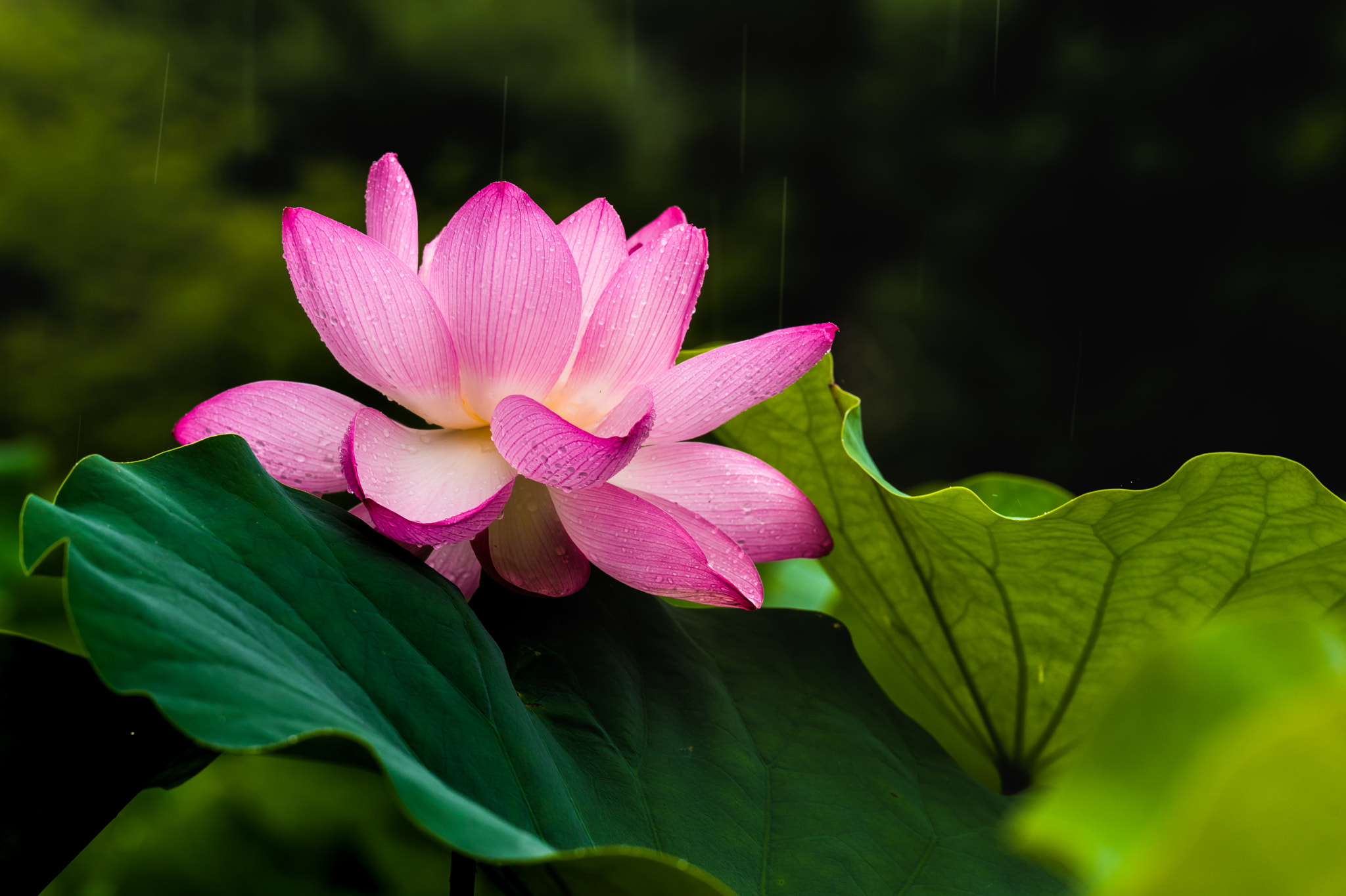 Sony 70-300mm F4.5-5.6 G SSM sample photo. 大賀ハス, 'oga' lotus flower photography