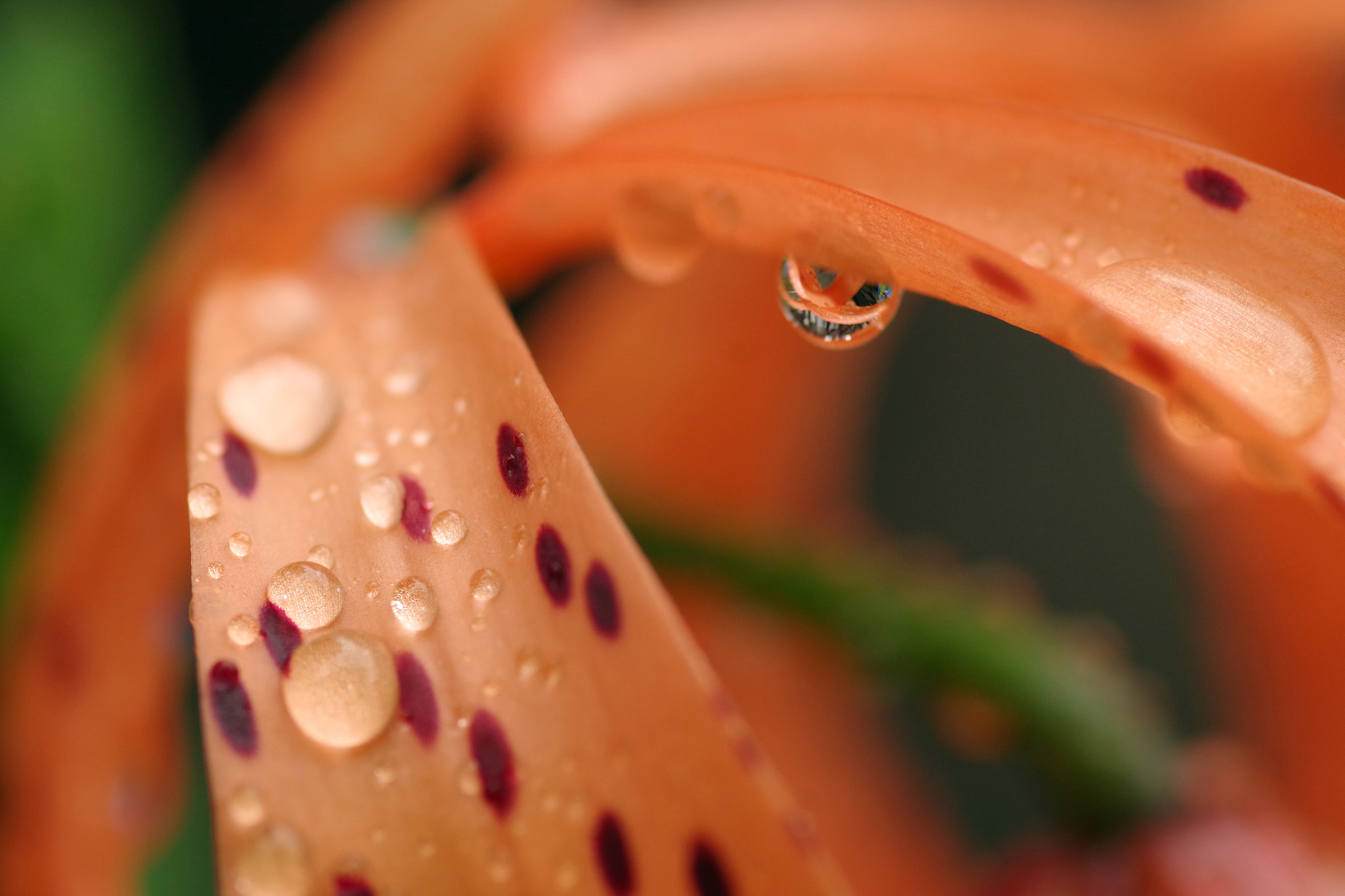 Pentax smc D-FA 100mm F2.8 Macro WR sample photo. Lilium lancifolium (オニユリ) photography