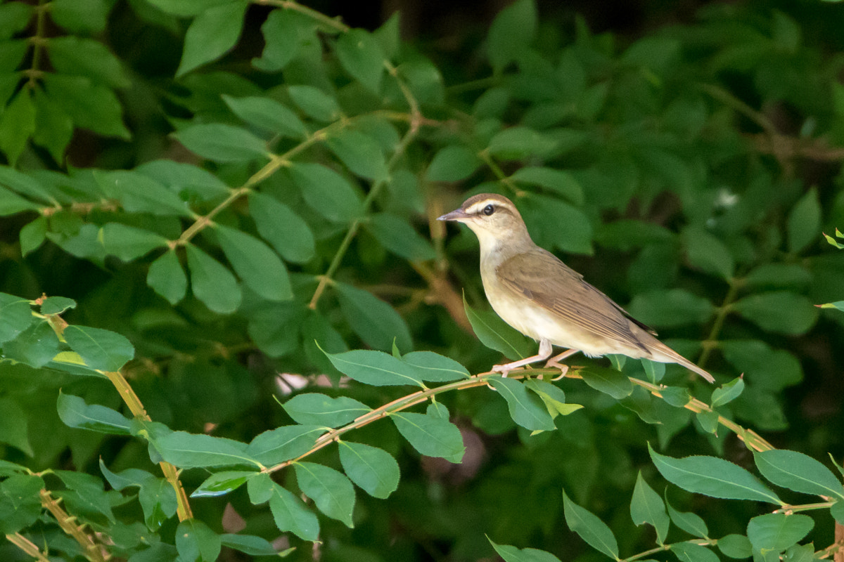 Canon EOS 7D Mark II + Canon EF 200-400mm F4L IS USM Extender 1.4x sample photo. Swainson's warbler photography