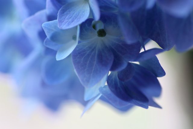 Canon EOS 7D Mark II + Tamron SP AF 90mm F2.8 Di Macro sample photo. Hydrangea 1 photography