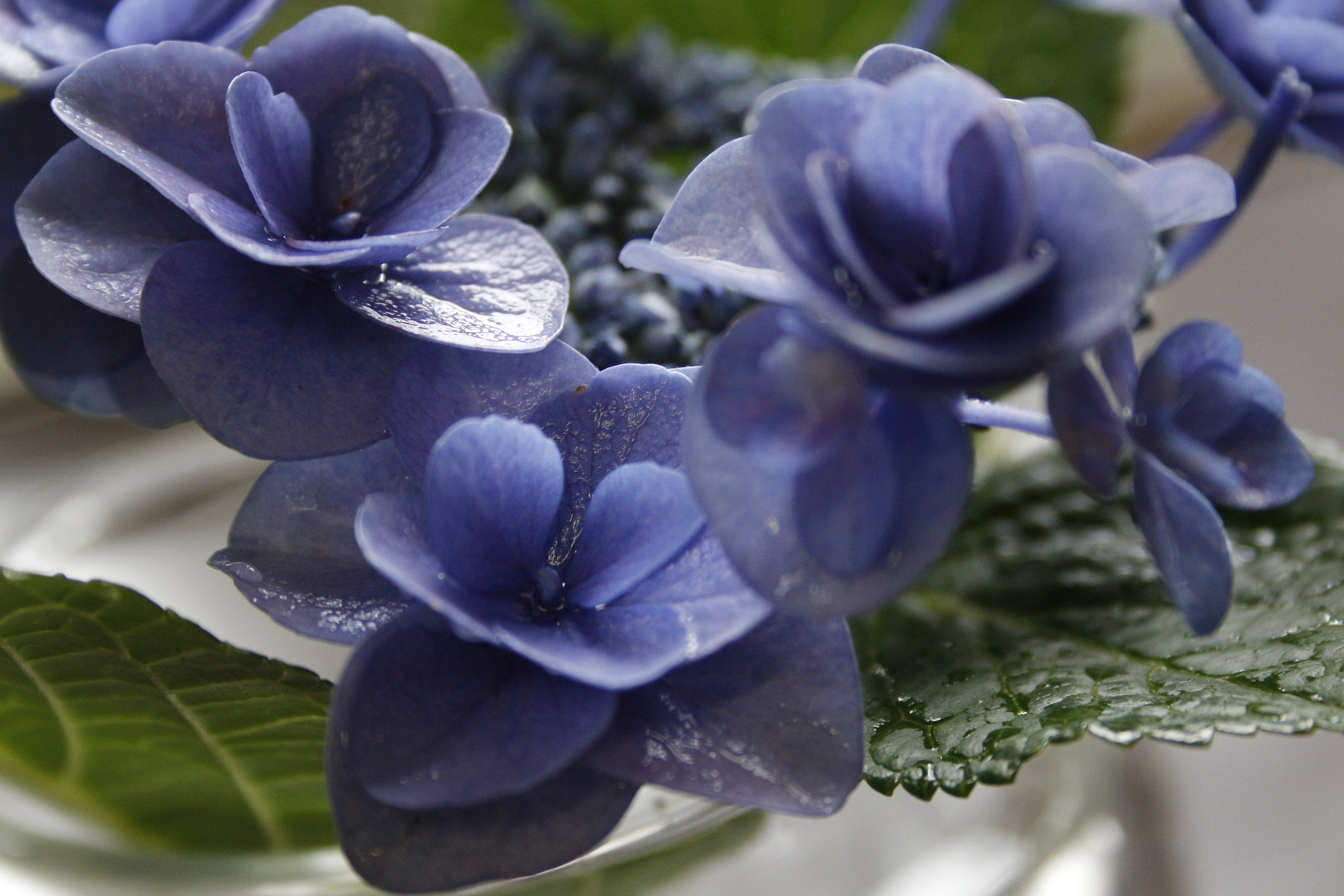 Canon EF-S 18-55mm f/3.5-5.6 USM sample photo. Hydrangea 4 photography