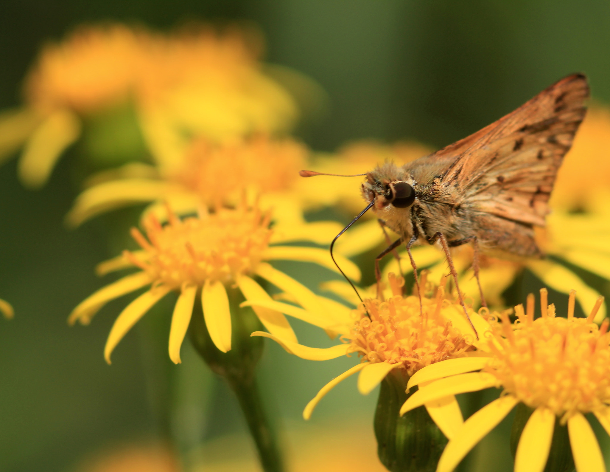 Canon EF 100mm F2.8 Macro USM sample photo. Yellow up photography