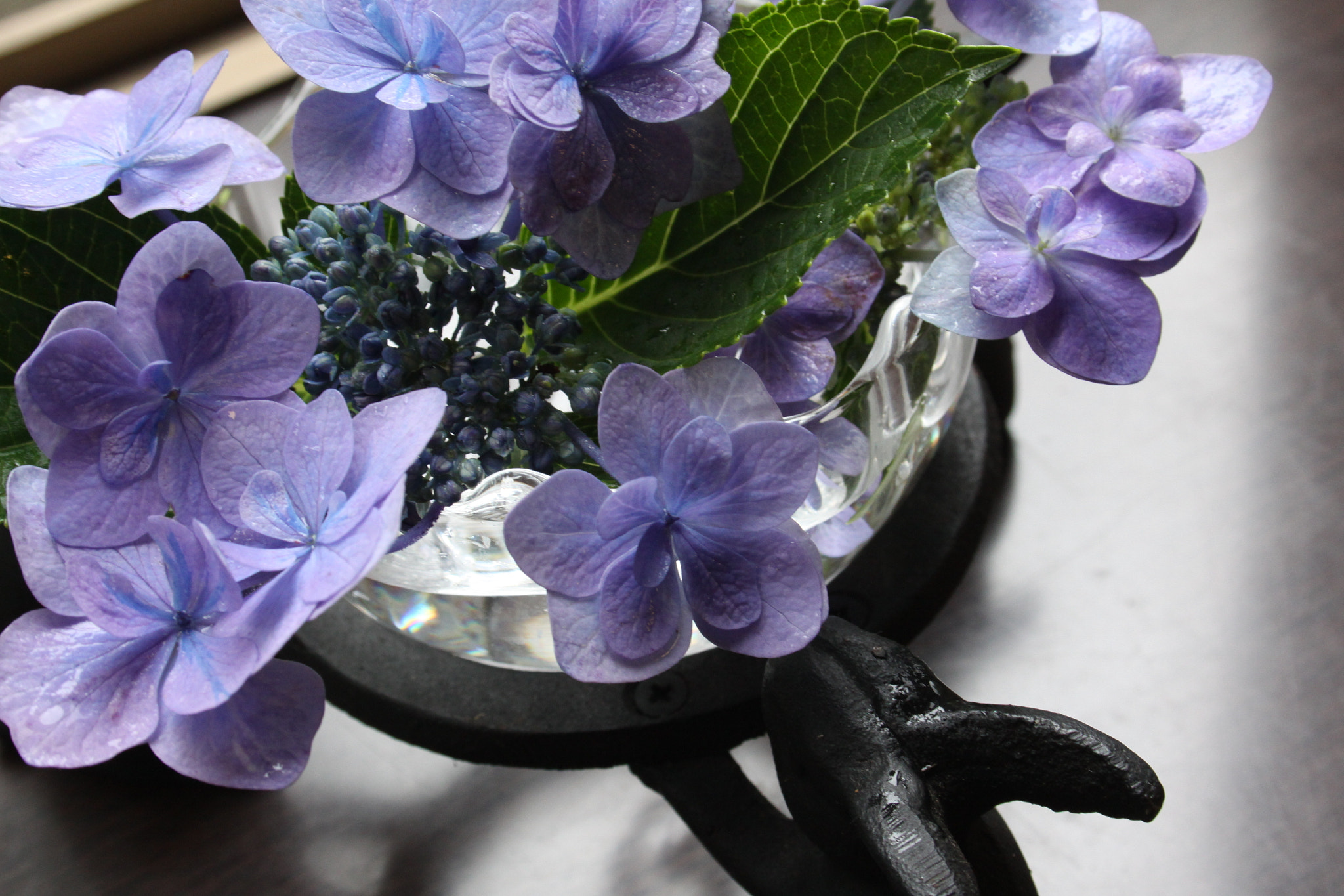 Canon EOS 50D + Canon EF-S 18-55mm f/3.5-5.6 USM sample photo. Hydrangea 6 photography