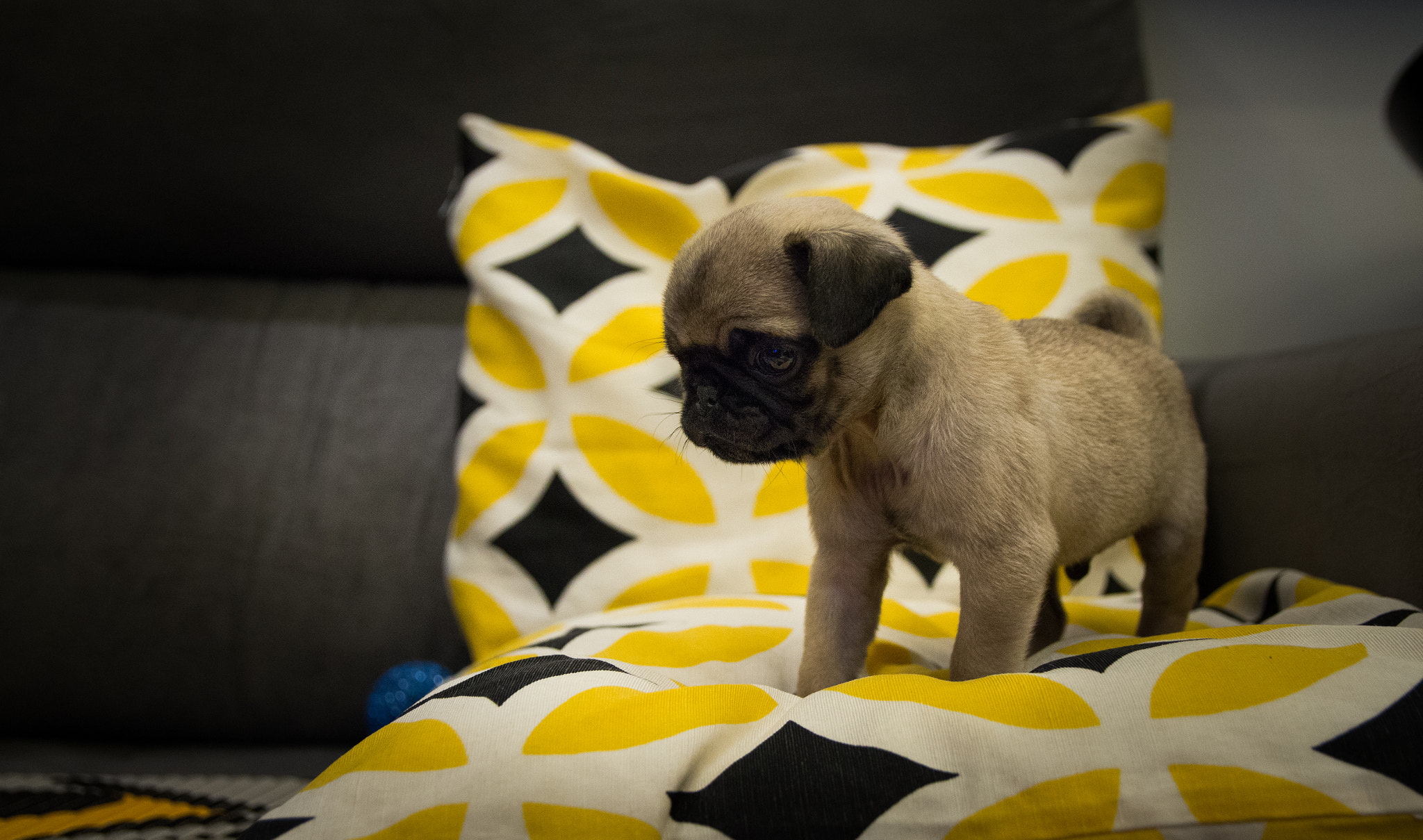 Canon EF-S 17-55mm F2.8 IS USM sample photo. Baby pug photography
