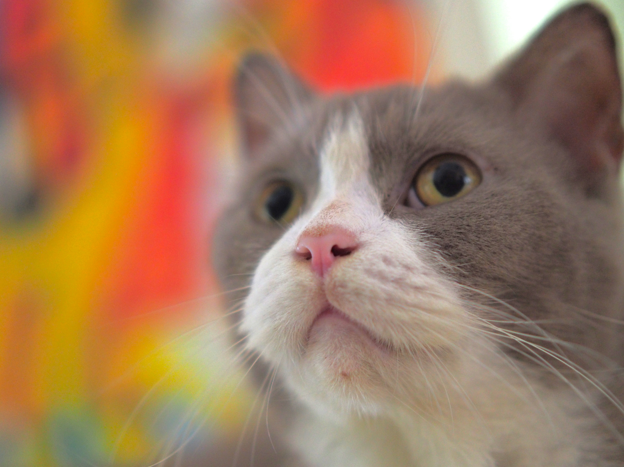 Panasonic Leica DG Nocticron 42.5mm F1.2 ASPH OIS sample photo. Olympus digital camera photography