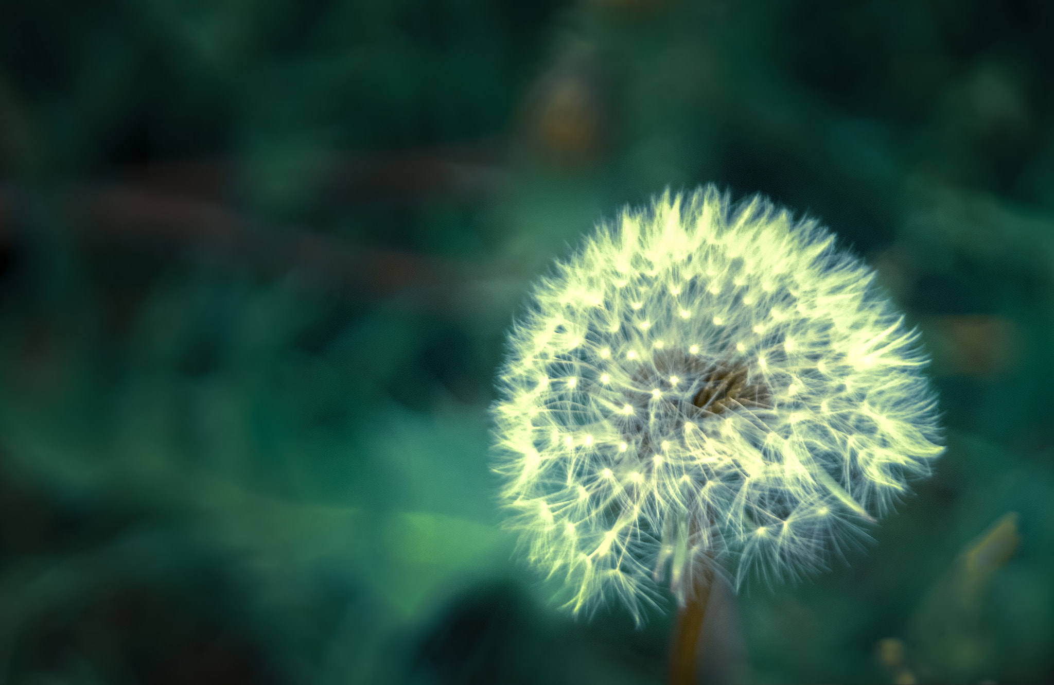Sigma 17-70mm F2.8-4.5 (D) sample photo. Fluff photography