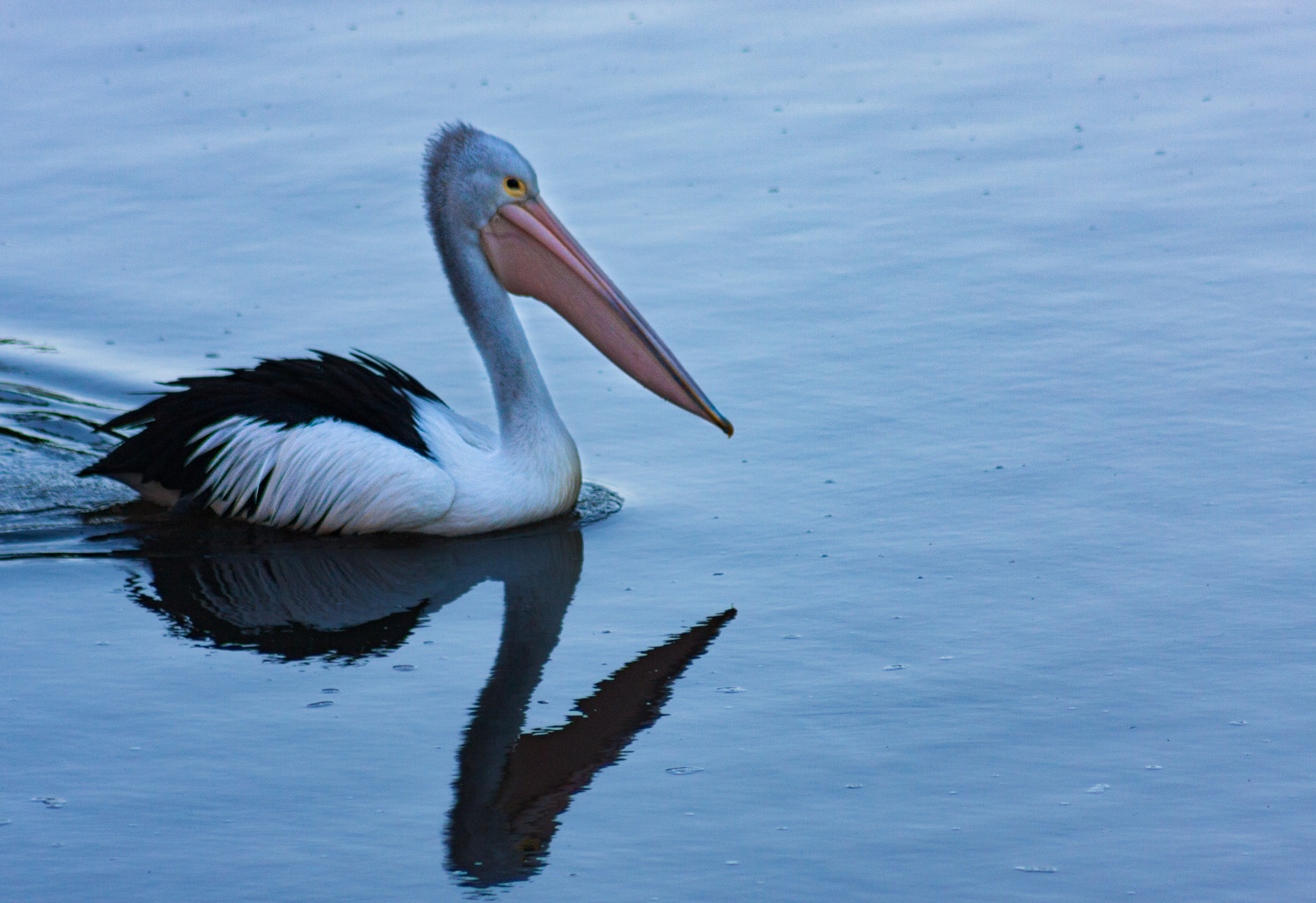 Canon EOS 40D + EF75-300mm f/4-5.6 sample photo. Pelican cruise photography