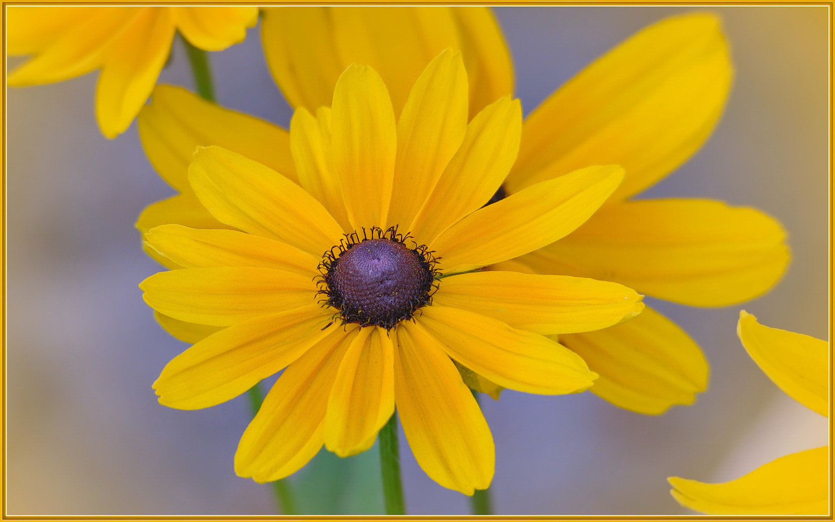 Sigma 120-400mm F4.5-5.6 DG OS HSM sample photo. Happy daisy photography