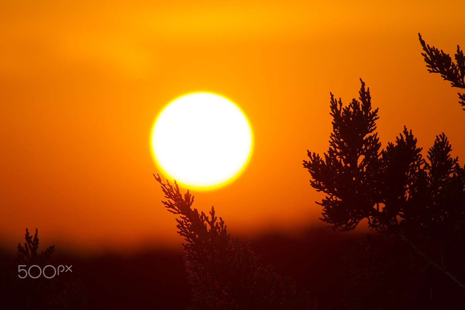 Canon EF 200mm f/2.8L II + 2x sample photo. Sun glow photography