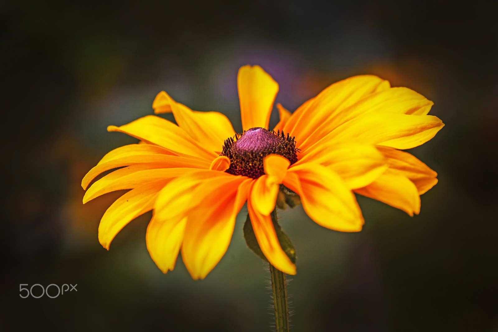 Canon EF 200mm f/2.8L II + 2x sample photo. Colours in the air photography