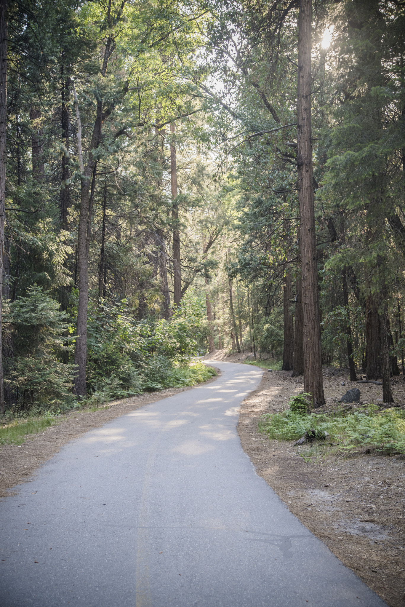 Pentax K-1 sample photo. Trail in yosemite valley photography