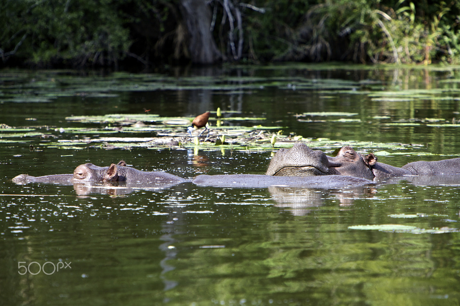 Canon EF 70-200mm F2.8L IS USM sample photo. Hippo falling asleep photography