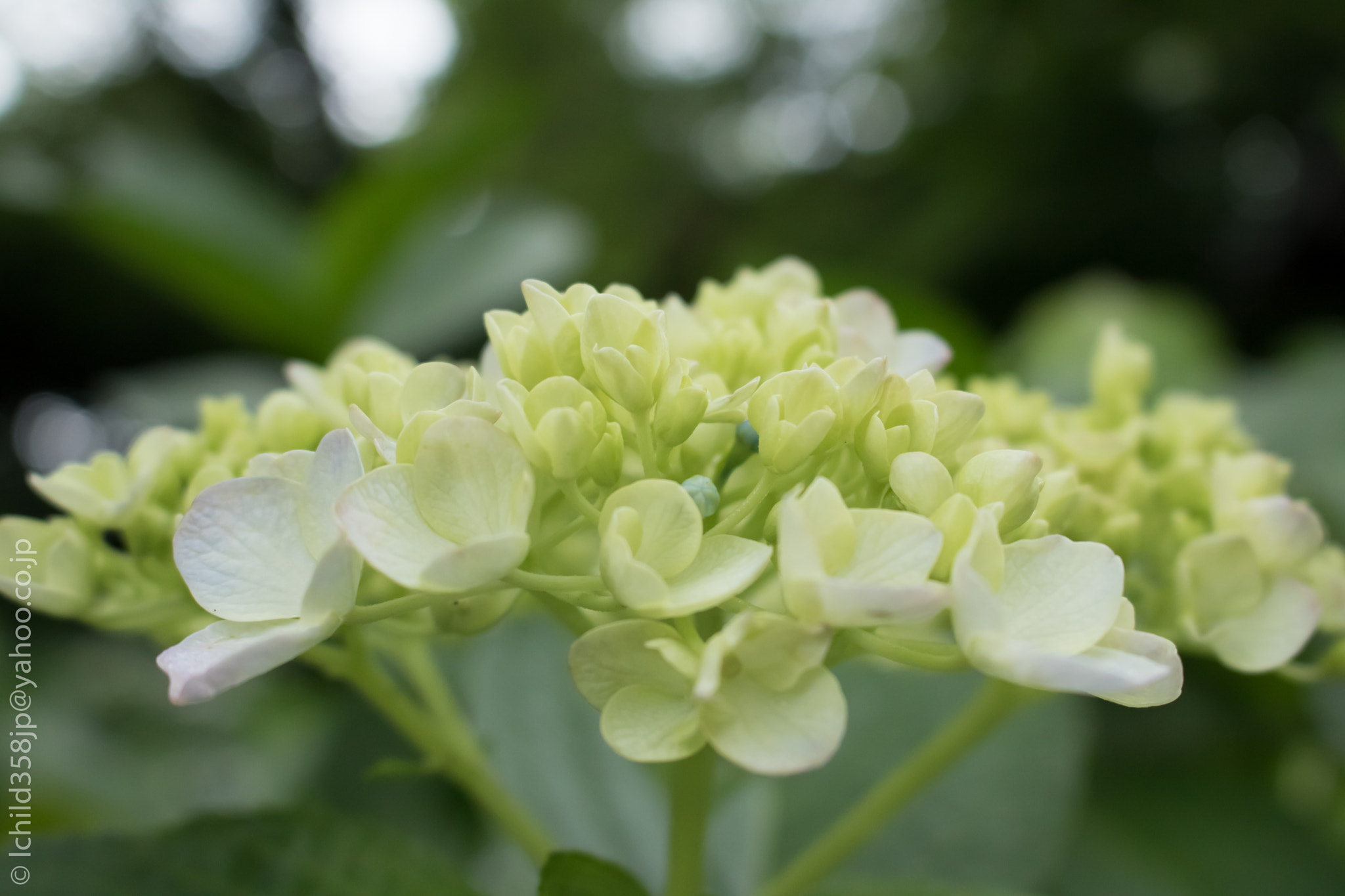 Canon EOS 760D (EOS Rebel T6s / EOS 8000D) + Canon EF-S 18-55mm F3.5-5.6 IS STM sample photo. Hydrangea in the hondoji temple photography