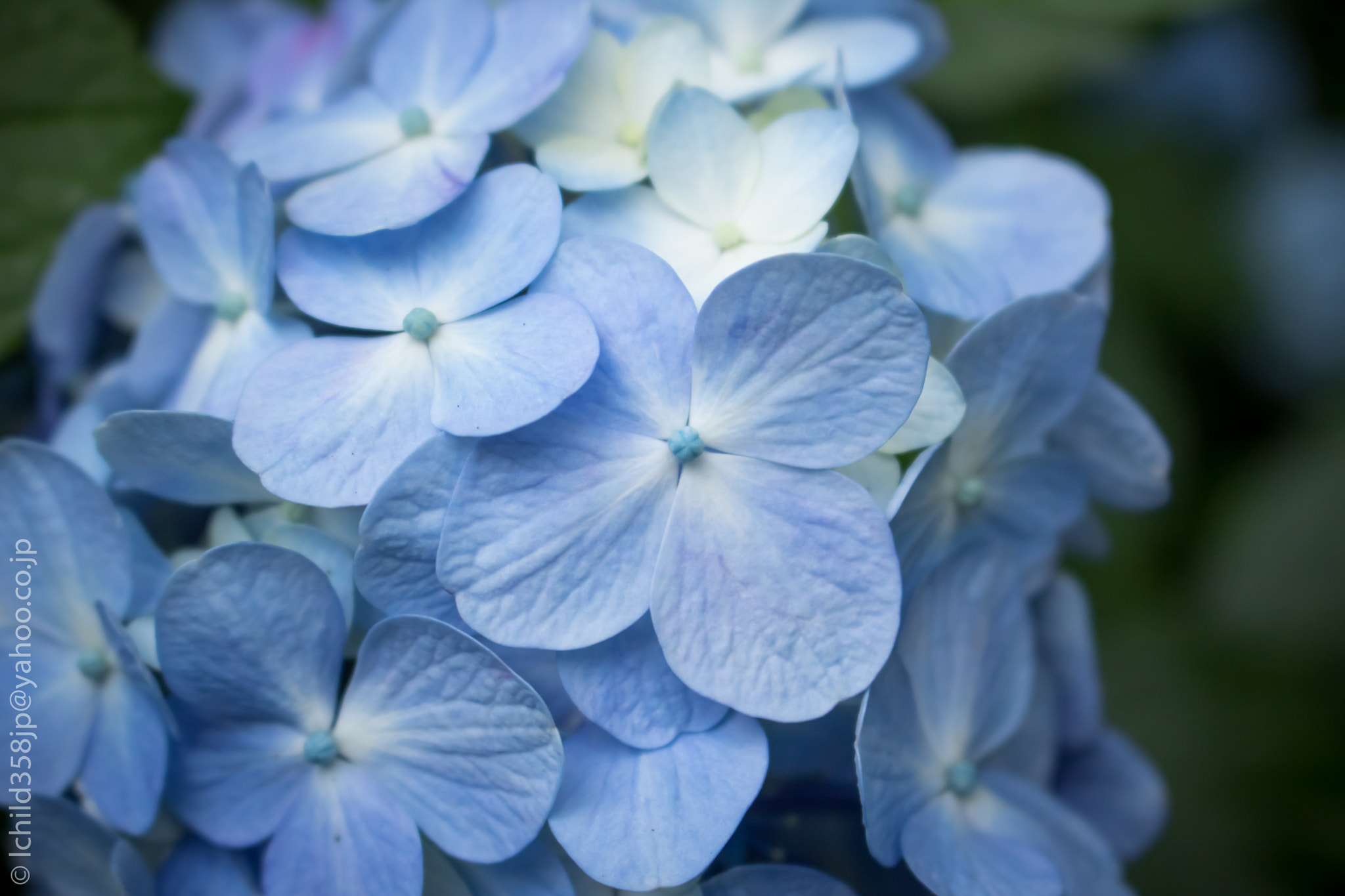 Canon EOS 760D (EOS Rebel T6s / EOS 8000D) + Canon EF-S 18-55mm F3.5-5.6 IS STM sample photo. Hydrangea in the hondoji temple (original) photography