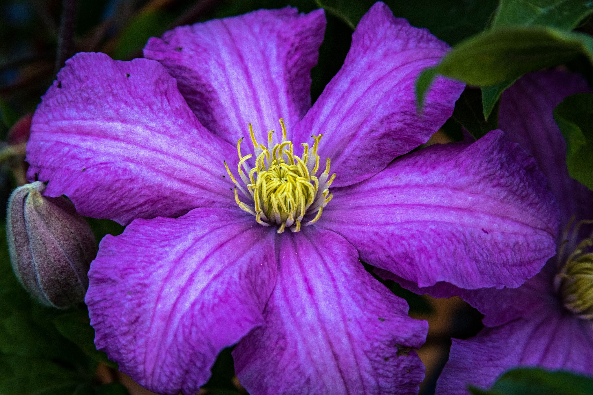 Canon EF 28-135mm F3.5-5.6 IS USM sample photo. Clematis photography