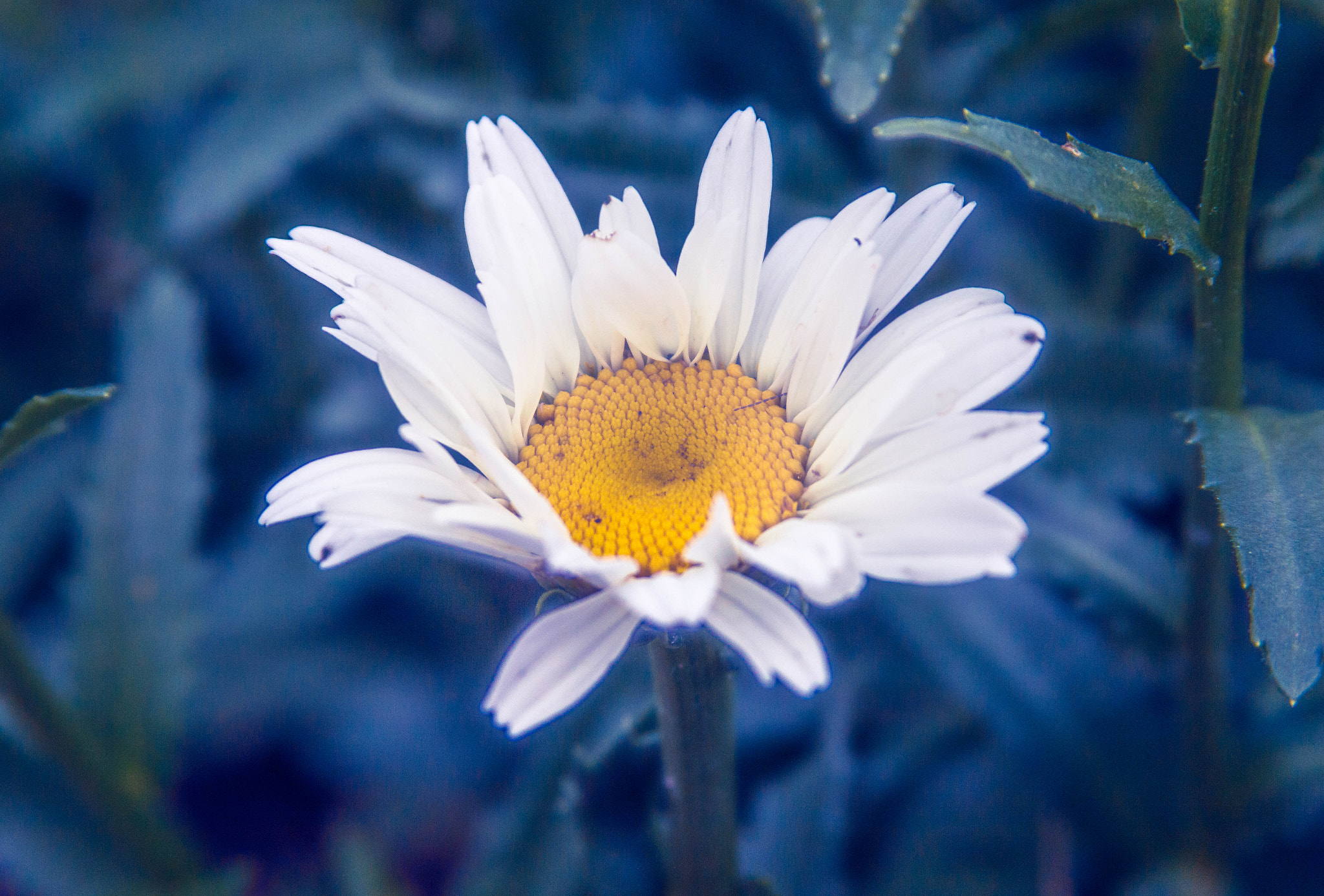 Canon EF 28-135mm F3.5-5.6 IS USM sample photo. Daisy photography
