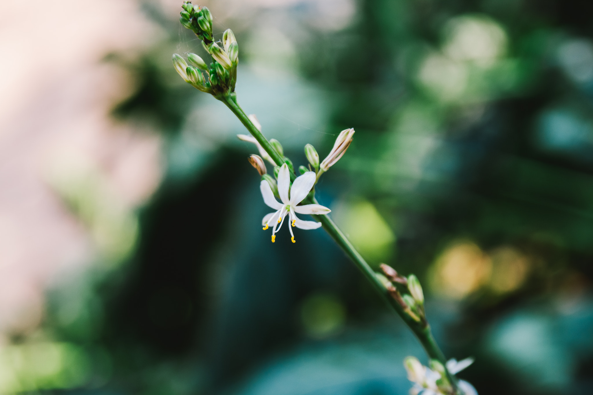 Canon EOS 650D (EOS Rebel T4i / EOS Kiss X6i) sample photo. White spider photography