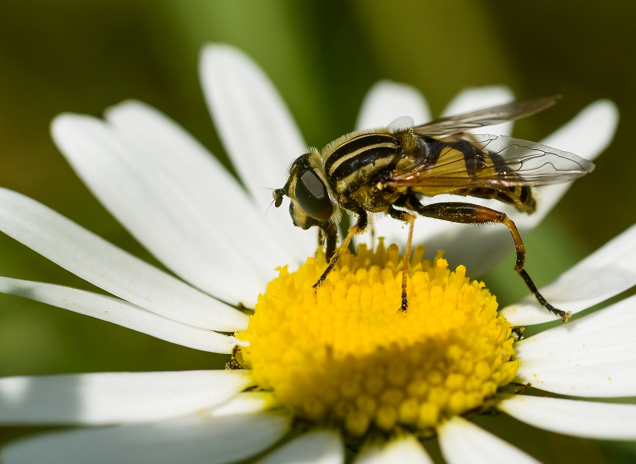 Nikon D800E + Nikon AF Micro-Nikkor 60mm F2.8D sample photo. Hover fly. photography