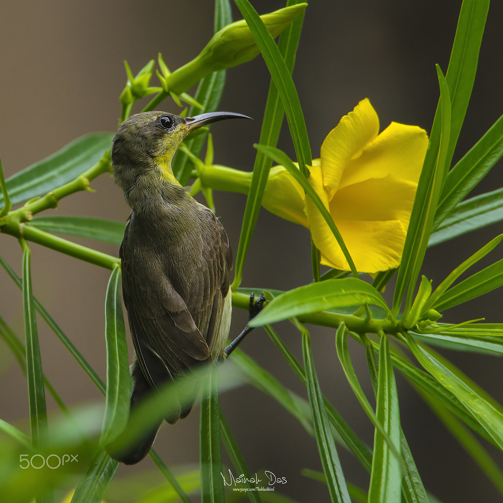 Nikon D5100 + Tamron SP 150-600mm F5-6.3 Di VC USD sample photo. Purple sunbird female photography