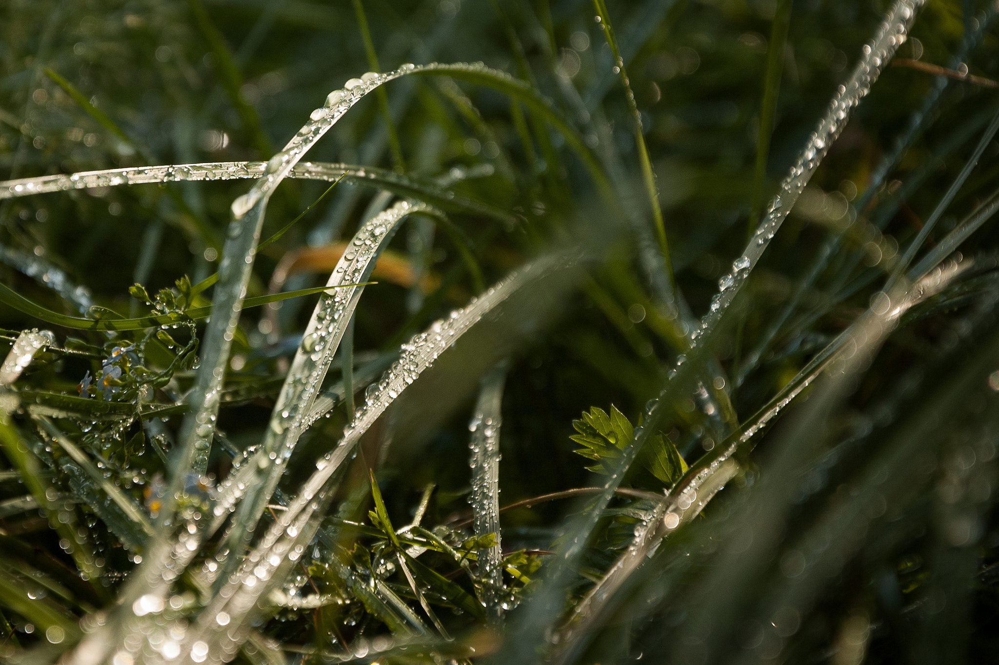 Nikon D70s sample photo. Утренняя роса photography