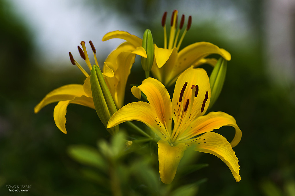 Pentax smc D-FA 100mm F2.8 macro sample photo. Sweet summer day photography